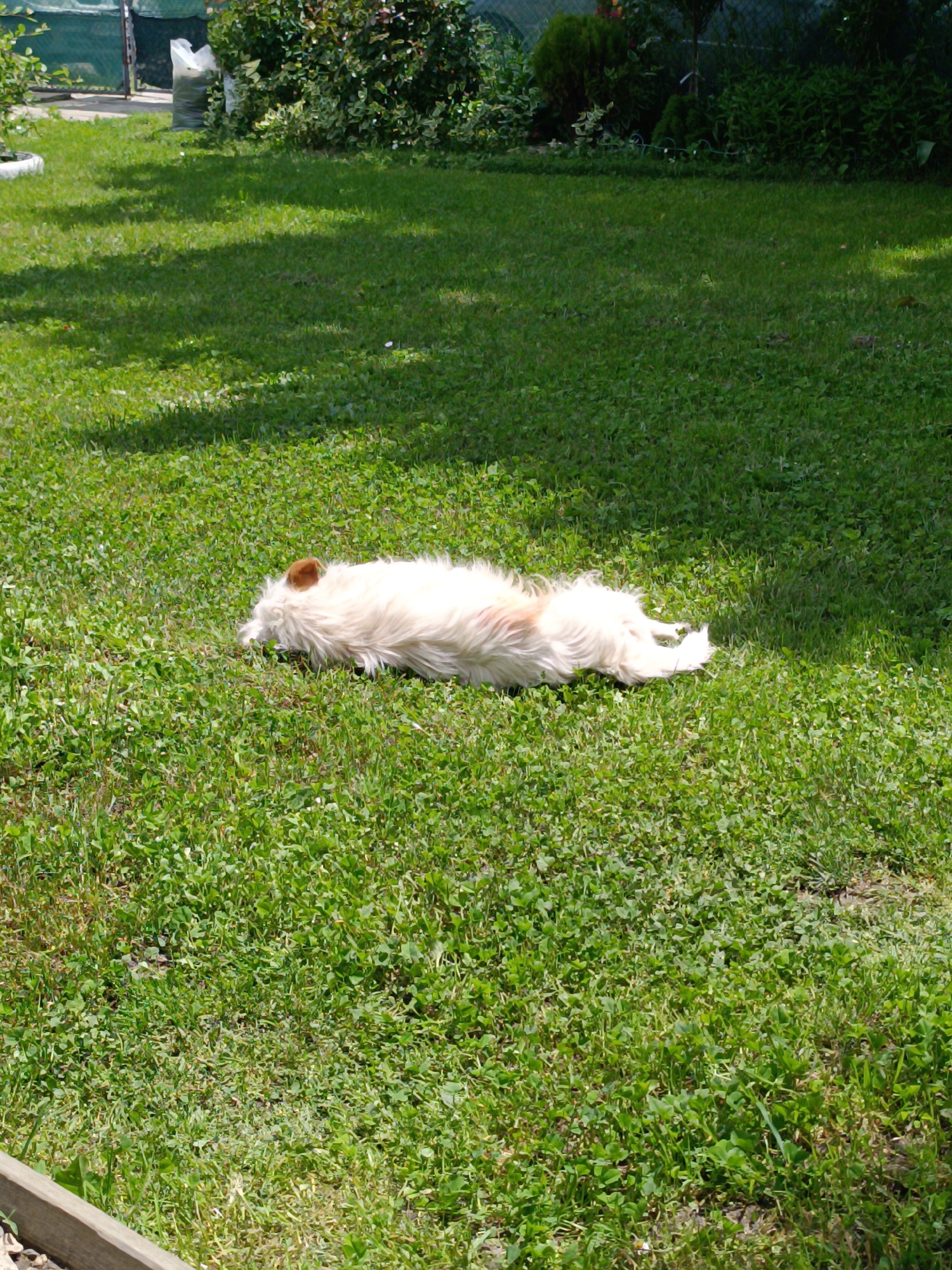 A medium-shot depicts a cream-colored dog with tan ears and a white tail lying prone on a lawn in Iganovo, Bulgaria. The lawn is green and appears to be a mix of grass and clover. The lawn transitions into a backdrop of green foliage and a green mesh fence. Above the fence, trees and a bag of white material are visible. A patch of shade crosses the lawn. A wooden border is visible at the bottom left of the frame. The dog is lying still, possibly resting or sleeping.