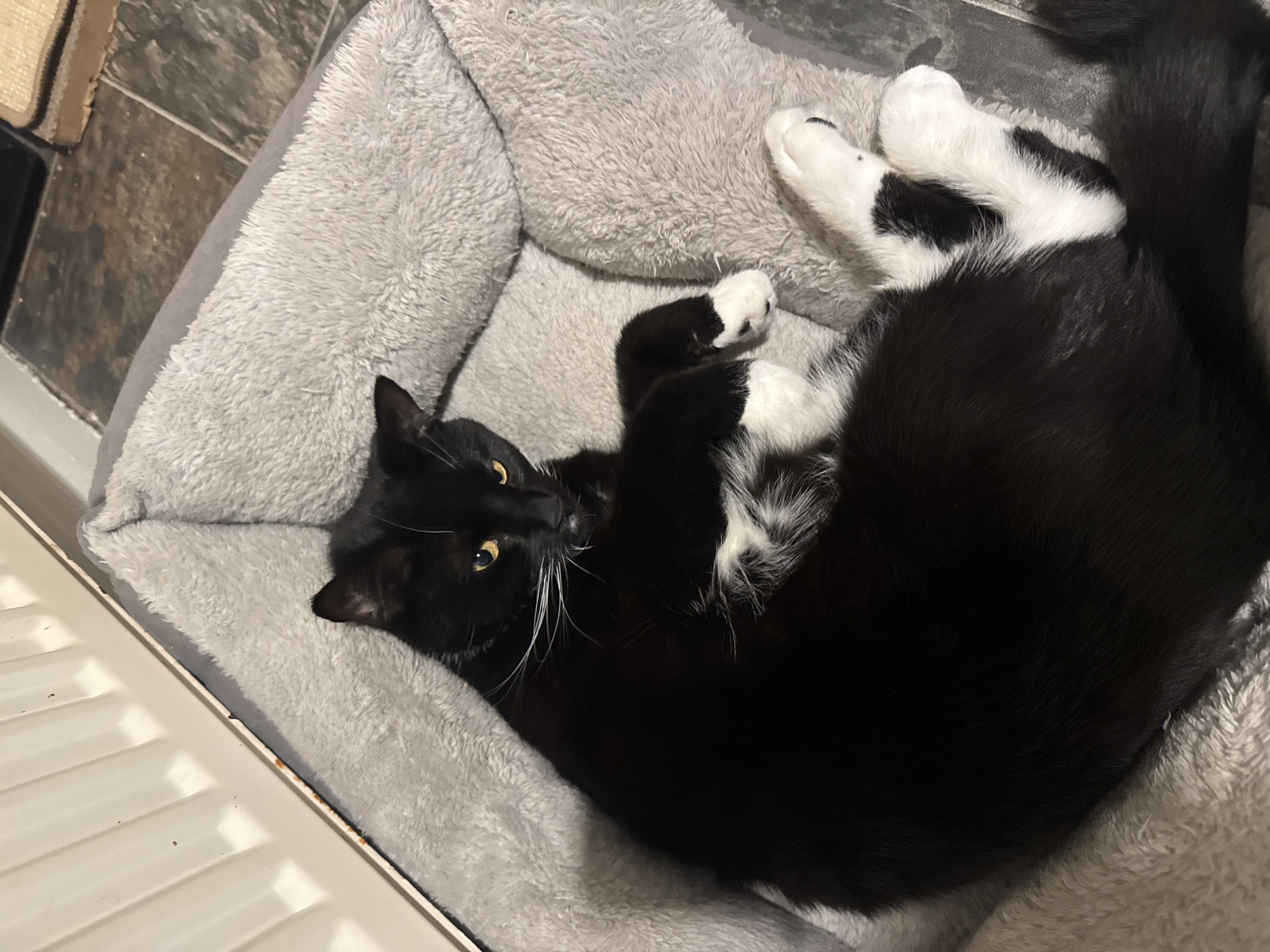 A black and white cat is curled up in a gray, plush pet bed. The cat is mostly black, with white paws and a white patch on its chest. It is lying on its side, with its head near the edge of the bed and its tail curled around its body. The cat's eyes are open. The pet bed is positioned on a floor with gray tiles. A white baseboard is visible along the bottom left corner of the image. The location is Desborough, United Kingdom.