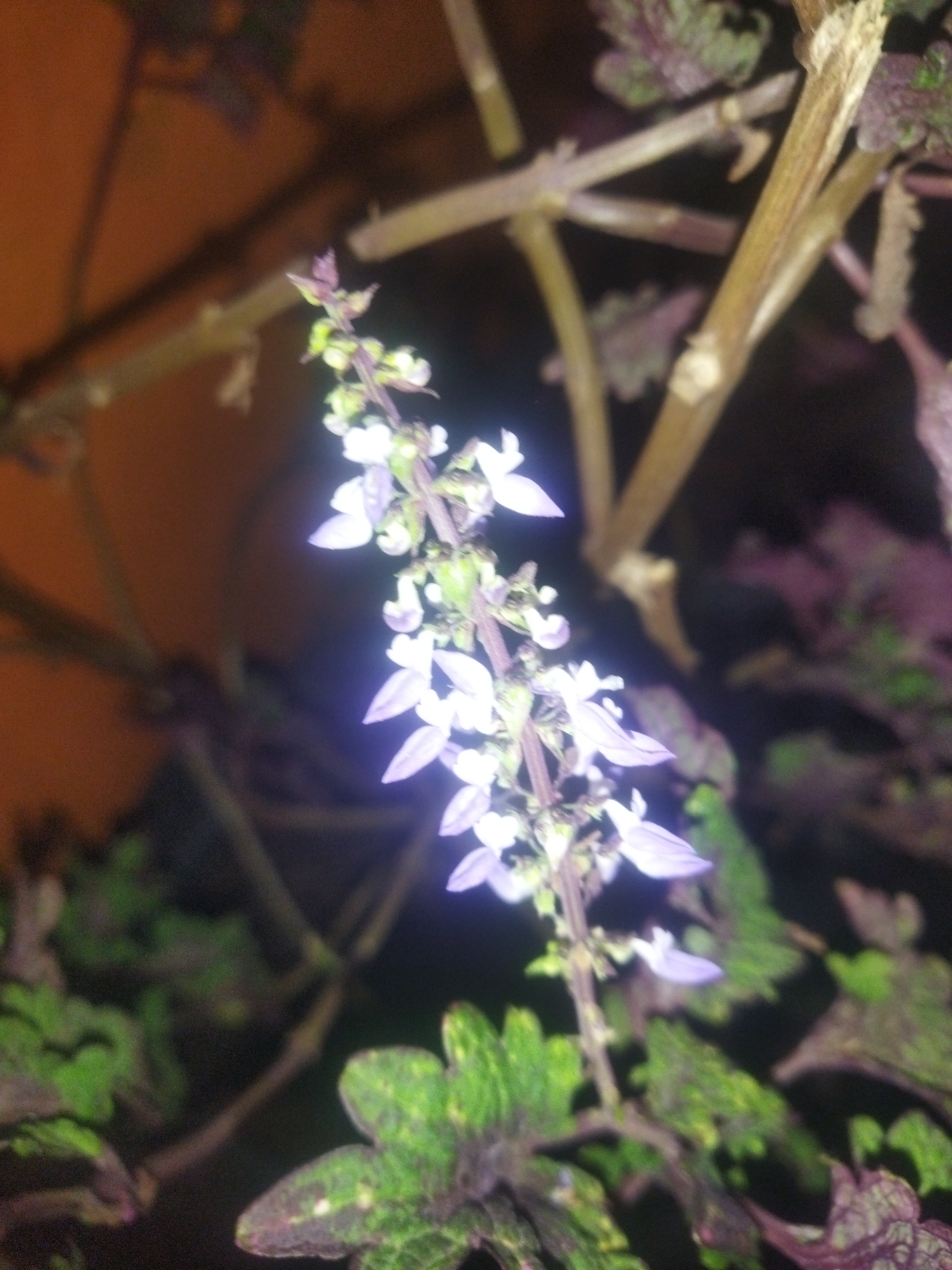 The image shows a close-up of a plant with small purple and white flowers. The flowers are clustered on a tall stem, and the leaves are dark green with purple veins. The background is dark and out of focus, but appears to be indoors with some wooden elements. There are no people or animals visible in the image. The location of this scene in Pekalongan, Indonesia, is not discernible from the image itself.
