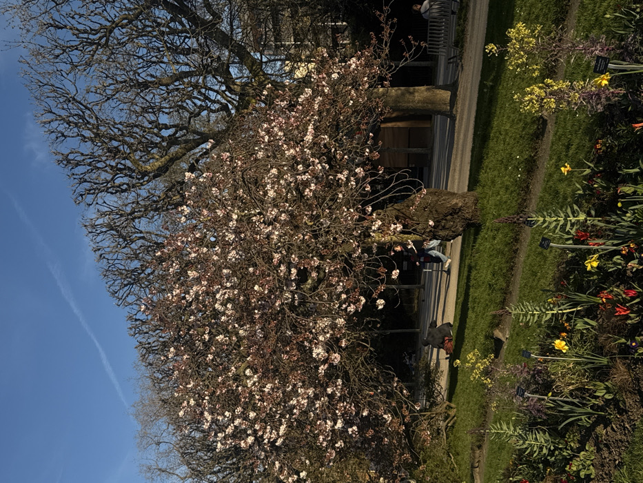 The scene depicts a park or botanical garden in Paris, France, likely the Jardin des Plantes, under a clear blue sky with bright sunlight. In the foreground, a flowerbed features various plants, including blooming yellow daffodils and red tulips, some marked with small white botanical labels. A strip of mown green grass separates this bed from a paved pathway.
The midground is dominated by a large, flowering tree, likely a cherry or similar Prunus species, with a thick, dark brown trunk and an abundant canopy of light pink to white blossoms. To the left of this tree, a person wearing dark clothing is seated on the grass, leaning against an object, facing away from the viewer. To the right, another person is walking along the paved path, pushing a kick scooter. This individual wears a dark jacket, blue trousers, and light shoes. Further down the pathway on the right, a third person is seated on a white park bench, also facing away.
The background reveals several tall, deciduous trees with bare, intricately pruned or pollarded branches, some exhibiting a gnarled appearance against the sky. A faint building or fence line is visible through these trees. The sky is a vivid blue, marked by a single, thin white contrail in the upper left quadrant. Strong shadows are cast by the trees and subjects, indicating direct sunlight from a low angle.