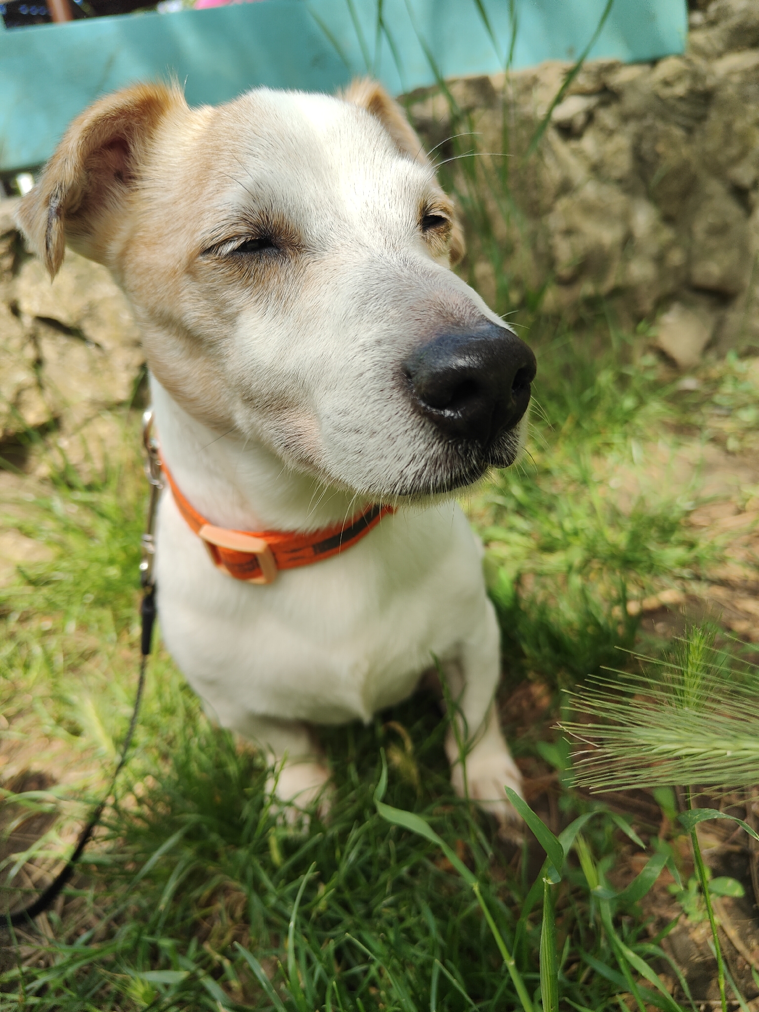 A medium shot captures a Jack Russell Terrier dog in an outdoor setting, with its eyes partially closed. The dog is white with tan markings on its ears and head. It wears an orange collar with a black strap and is attached to a black leash. The dog is seated on the ground, surrounded by green grass and dirt. In the background, a stone wall and a light blue surface are visible. The scene appears to be a sunny day. The dog is looking slightly to its right. The camera angle is slightly above the dog.
