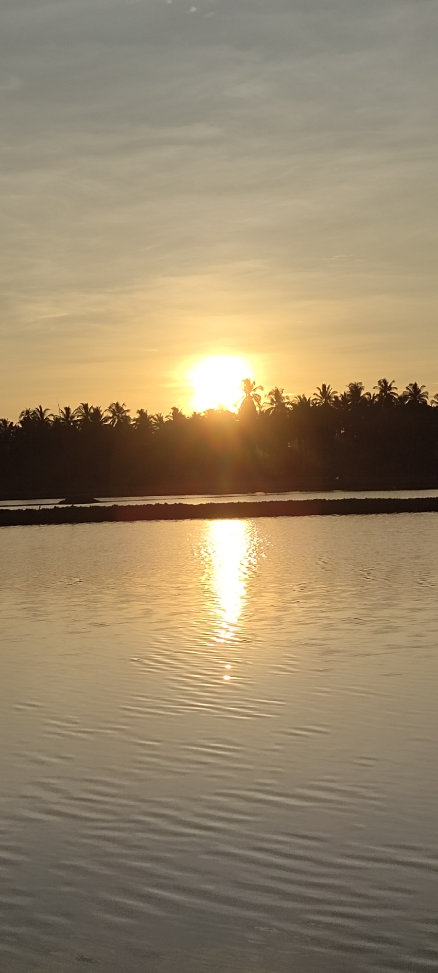 The image depicts a sunset over a body of water, likely a paddy field or a calm sea, in Lhokseumawe, Indonesia. The sun, a bright orb, is setting behind a dense line of silhouetted palm trees that form the horizon. The sky is a gradient of soft yellows and grays, with faint clouds visible. The water reflects the warm glow of the sunset, creating a shimmering path of light that stretches towards the viewer. In the foreground, the water exhibits subtle ripples, indicating a gentle movement. The overall scene conveys a sense of tranquility and the natural beauty of the coastal region of Lhokseumawe.