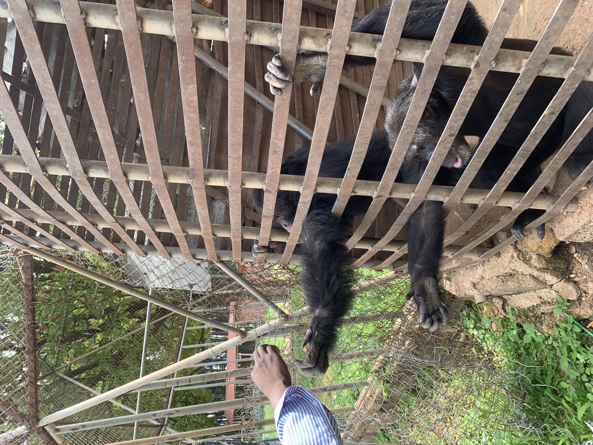 An interaction occurs at the Jos Wildlife Park in Jos, Nigeria, where a person in a blue and white striped shirt extends food, possibly a piece of fruit, towards a chimpanzee. The chimpanzee, with black fur, reaches out with its hand, its fingers gripping the metal bars of its enclosure. Another chimpanzee is visible behind the first, also with dark fur. The enclosure is constructed of thick, rusty metal bars and chain-link fencing, with some greenery and trees visible in the background. The ground inside the enclosure appears to be sandy or dirt.