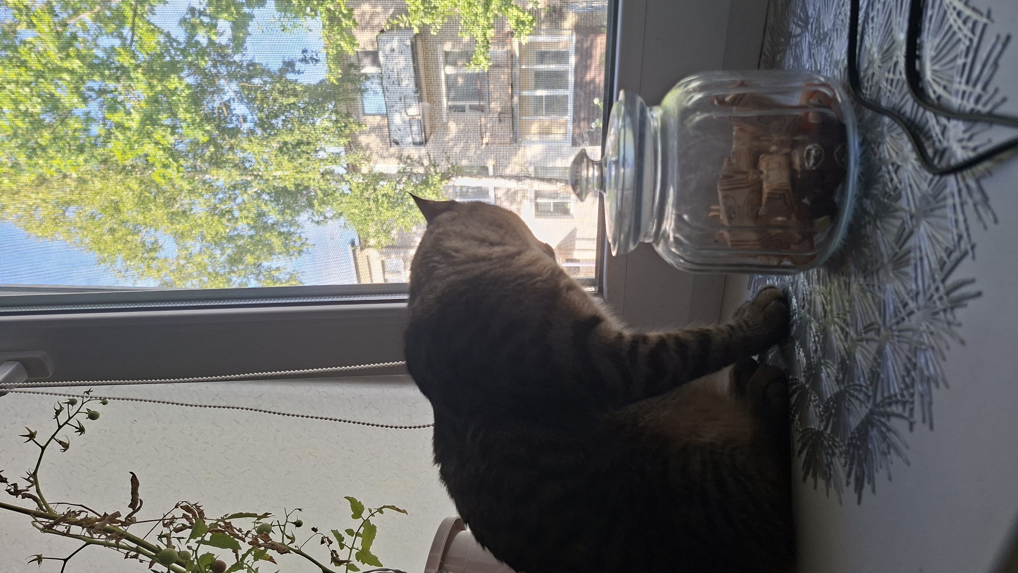 A tabby cat is seated on a windowsill, facing a window with a screen. Outside, a leafy tree with green foliage and a clear blue sky are visible. In the background, a multi-story apartment building with visible windows and balconies is present. In the foreground on the windowsill, a glass jar filled with small, light brown objects is situated next to the cat. A decorative placemat with a starburst pattern is beneath the cat and the jar. To the right of the jar, a black cable is partially visible. The overall setting appears to be an interior residential space in the city of Myadzyel, Belarus.