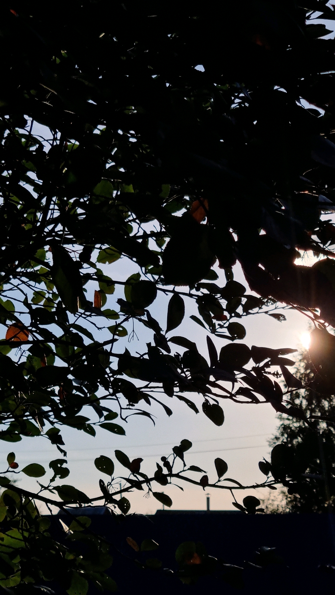 This is a vertical, low-angle shot of silhouetted tree branches and leaves against a bright sky. The leaves are dark green and some are tinged with orange or red. The sun is visible in the upper right corner, partially obscured by the leaves, casting a warm glow. In the background, there is a dark, indistinct shape that could be a roofline, and faint power lines. The scene appears to be outdoors in the city of Vysokoe, Russia. There are no people or animals visible. The overall mood is serene and natural.