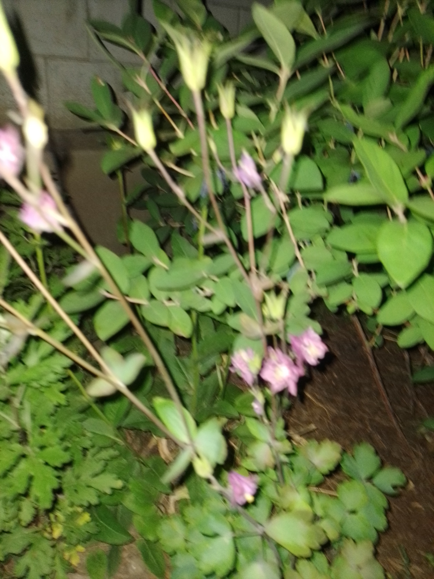 The image displays an outdoor garden scene in Ustyvytsia, Ukraine, characterized by various green plants. The primary subjects are flowering plants, likely columbine (Aquilegia), which feature delicate, bell-shaped flowers in shades of light pink and purple. Many of these flowers appear as elongated, pale green buds, while others are partially or fully open, clustered on slender stalks. The foliage of these plants consists of light green, lobed leaves.
Behind the flowering plants, a denser layer of green foliage is visible, comprising different plant types with varying leaf shapes, some broader and ovate, others smaller and more deeply divided.
In the background to the left, a light-colored wall constructed from rectangular blocks, possibly concrete, is partially visible. The ground on the right and bottom right appears to be covered with dark brown soil or mulch.
The lighting suggests a low-light environment, such as dusk or nighttime, contributing to the overall dimness of the scene. The entire image is notably blurry and out of focus, making precise details indistinct. No people, animals, or specific activities are depicted. There is no visible text in the image.
