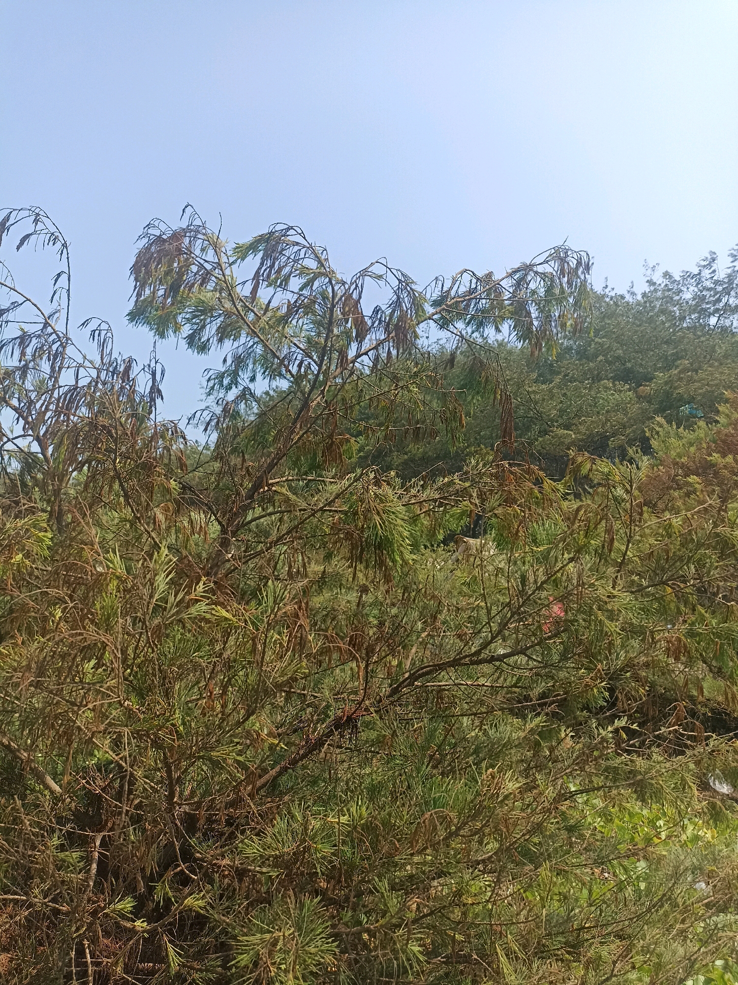 A photograph taken from a low angle shows a tree with sparse, dry, brown foliage and some green needles against a bright, clear blue sky. The tree's branches are numerous and spindly, with some appearing dead or dying. In the background, other trees with dense green foliage are visible, suggesting a natural setting or park. The scene appears to be outdoors during the daytime. There is no indication of the specific location within Kenoyajaya, Indonesia, nor any presence of people or specific objects.