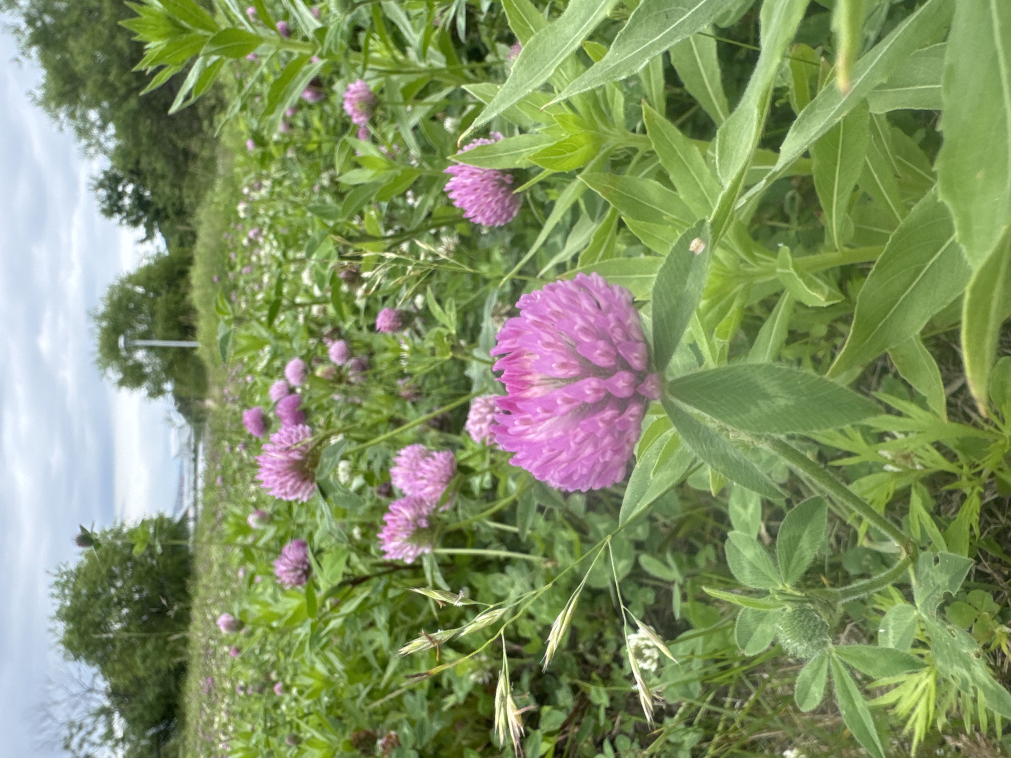 The image depicts a close-up, low-angle view of a field of red clover flowers under a cloudy sky. The foreground is dominated by a large, vibrant pink clover bloom, with its spherical head of florets and green leaves. Other pink clover flowers, some in focus and some blurred, are scattered throughout the middle ground, interspersed with green foliage and blades of grass. In the background, trees and a lamppost are visible, suggesting an urban or park-like setting. The overall impression is one of natural beauty in an outdoor environment, possibly within the city of Russky, Russia, though this cannot be definitively confirmed from the image alone. There are no people or animals present in the scene.