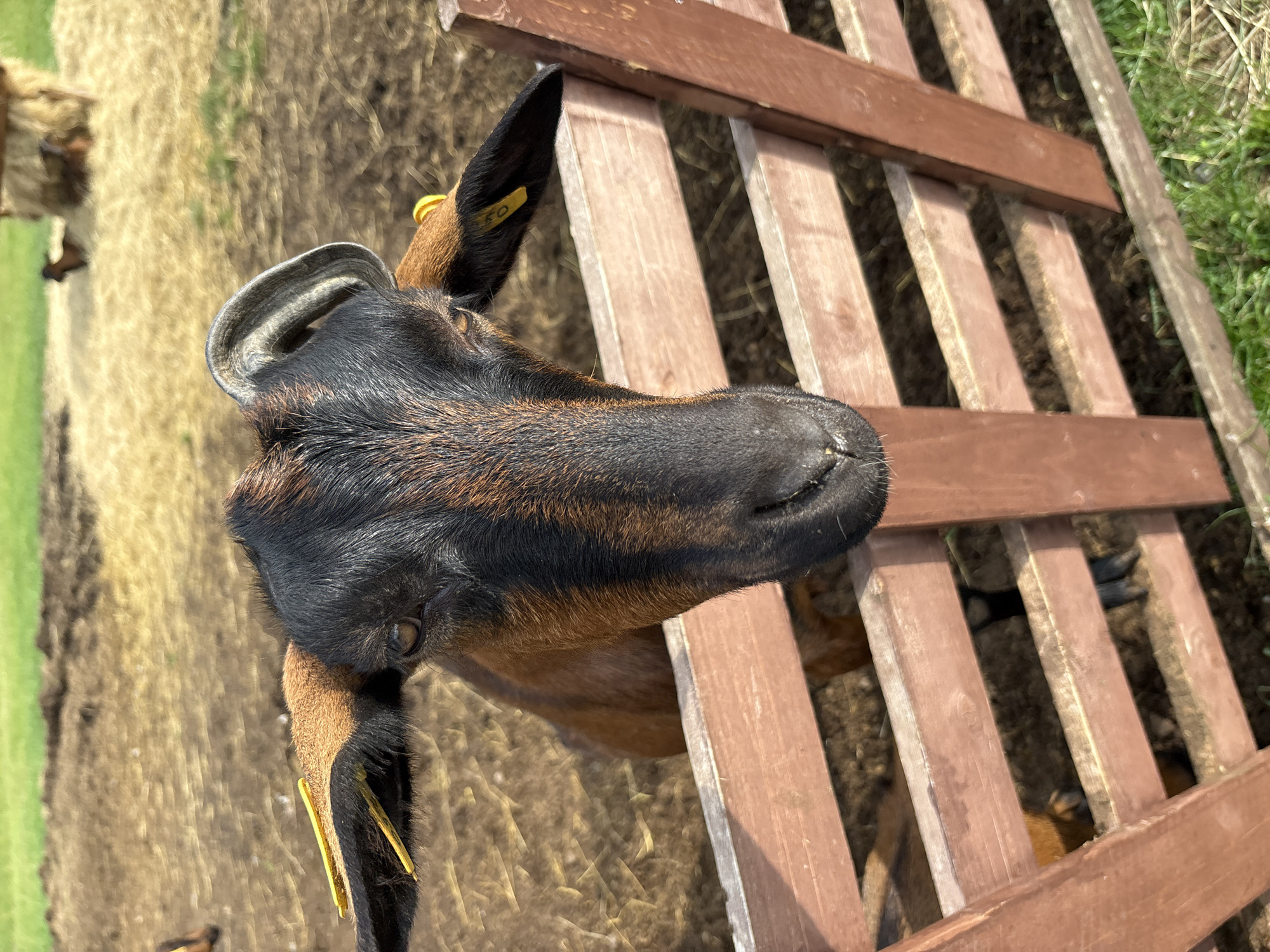 A close-up, eye-level shot focuses on the head of a brown and black goat peeking over a wooden fence in Gor'kovskoe, Russia. The goat's fur is a mix of black and reddish-brown, with distinct stripes running down its face. Yellow ear tags are visible in both of its ears, with one tag bearing a number. The goat's eyes are a warm brown, and its expression appears curious. Behind the goat, the ground is covered in dry straw and dirt, with a few other goats visible in the background near a hay bale. The fence is made of wooden planks, painted a reddish-brown color. The environment suggests a farm or rural setting, with green grass visible in the foreground and background. The lighting indicates it is daytime, with sunlight casting shadows.