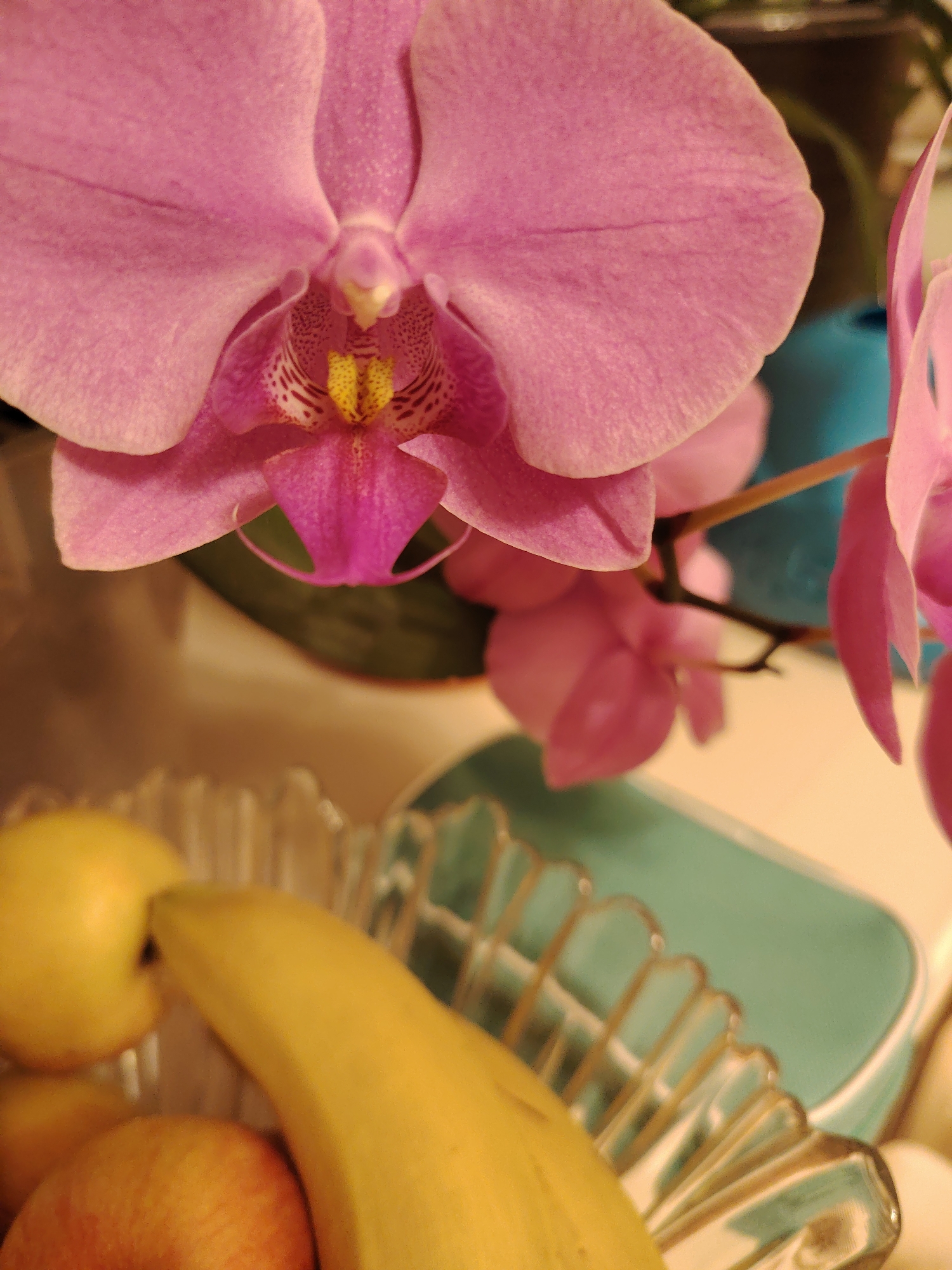 The image displays a close-up of pink orchids positioned above a clear glass fruit bowl containing a banana and apples. A teal-colored object, possibly a container or dish, is visible behind the fruit bowl. The scene is indoors with soft lighting. No people are present. The location of Konakovo, Russia is not discernible from the visual information provided in the image.