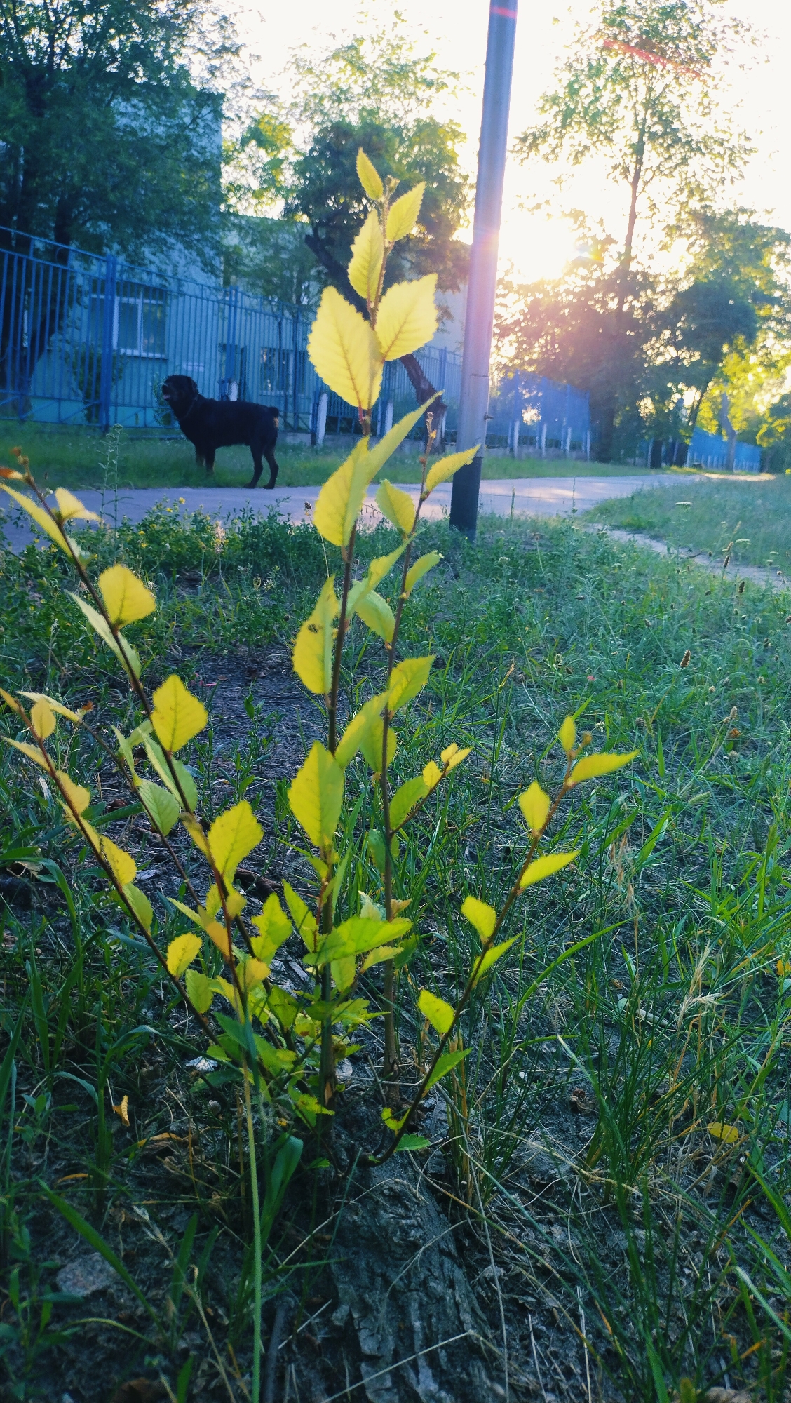 In Horishni Plavni, Ukraine, a young tree with bright yellow leaves is in focus in the foreground, growing from the base of a dark, textured log. Behind it, a black dog stands facing left, with its head turned towards the viewer. The dog is positioned near a light blue building with a fence. A tall lamppost stands to the right of the young tree, and the sun is setting behind the trees in the background, casting a warm glow. The scene is set along a grassy area next to a paved path, suggesting a suburban or park environment within the city.