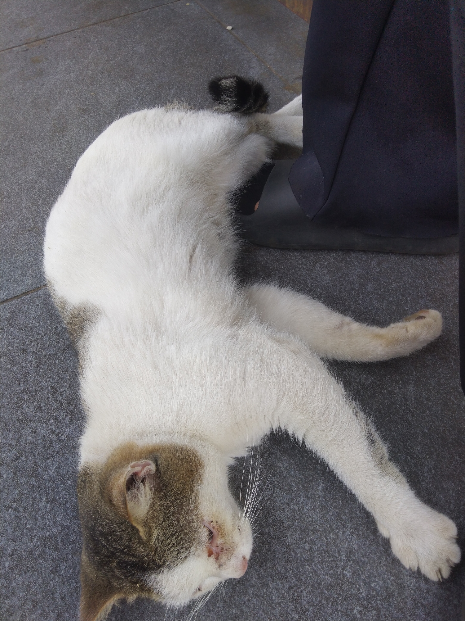 An adult cat, primarily white with brown and gray markings on its head and tail, lies on a textured gray surface, possibly pavement or a stone tile floor, in Keling, Indonesia. The cat is positioned on its right side, with its head turned to the left, revealing a pink nose, visible whiskers, and a wound near its mouth. Its front legs are extended forward, and its hindquarters are slightly curled. A dark blue, fabric-covered object, possibly part of clothing or furniture, is visible in the upper right corner of the image, partially obscuring the cat's back. The background is a flat, gray surface with faint lines suggesting paving or tile grout. There are no people clearly visible, and the scene appears to be outdoors or in a covered public space.