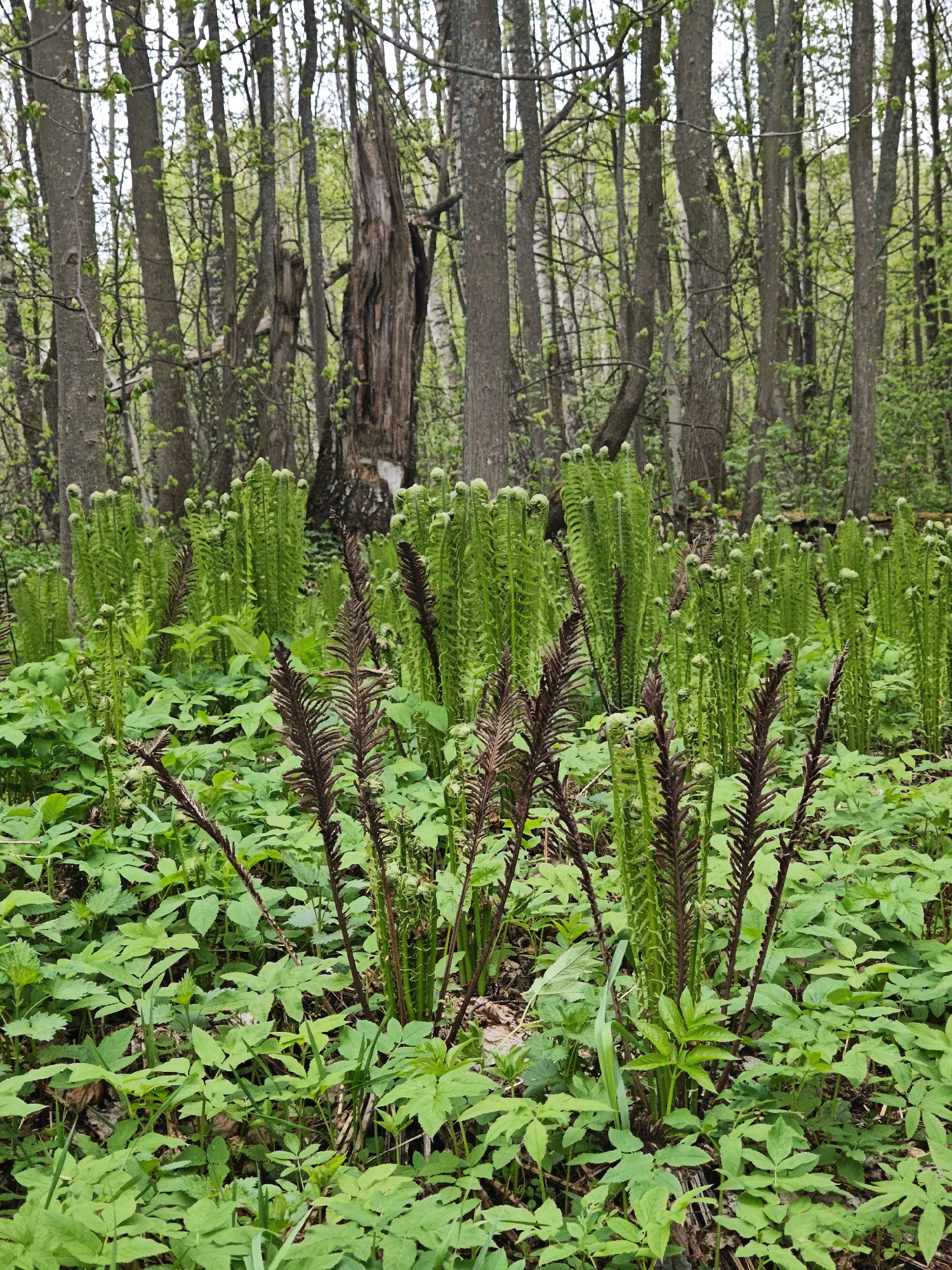 The image depicts a forest floor in Spas-Ugol, Russia. The undergrowth is dominated by dense green foliage and emerging ferns. Some ferns are unfurled and bright green, while others are still tightly coiled and dark brown. The forest backdrop consists of numerous slender trees with light-colored bark. An old, broken tree trunk stands out amidst the live trees. The lighting suggests a daytime scene with overcast conditions. There are no people visible in the image.