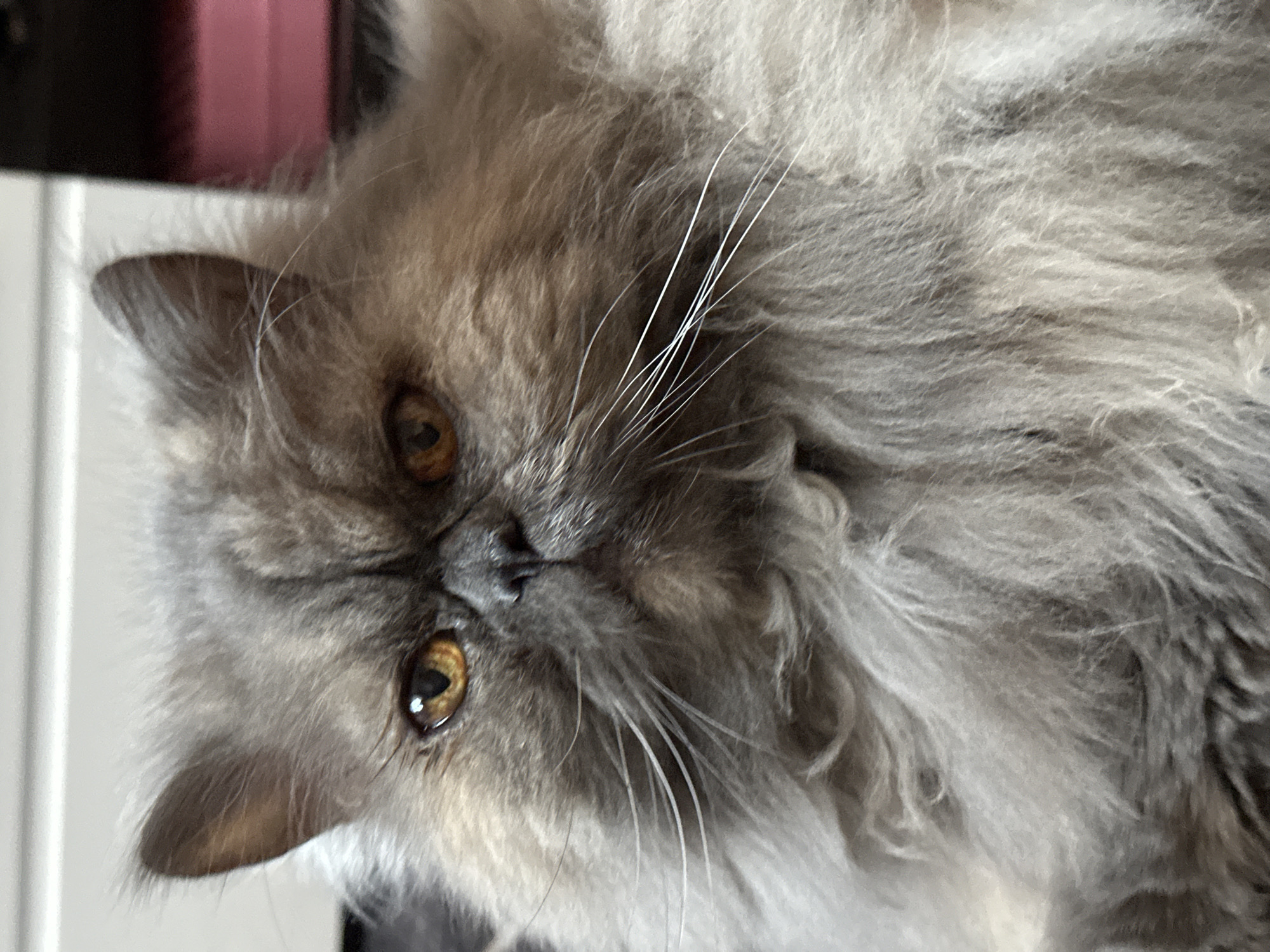 A close-up, medium shot shows the face of a fluffy, grey Persian cat with orange eyes. The cat is looking directly at the camera with a stern expression. Its fur is long and shaggy, obscuring much of its body. The background is out of focus and appears to be indoors, with a blurred white surface above and a dark, out-of-focus object on the right, possibly a piece of furniture with a pink element. There is no indication of the city of Chaikovsky, Russia.