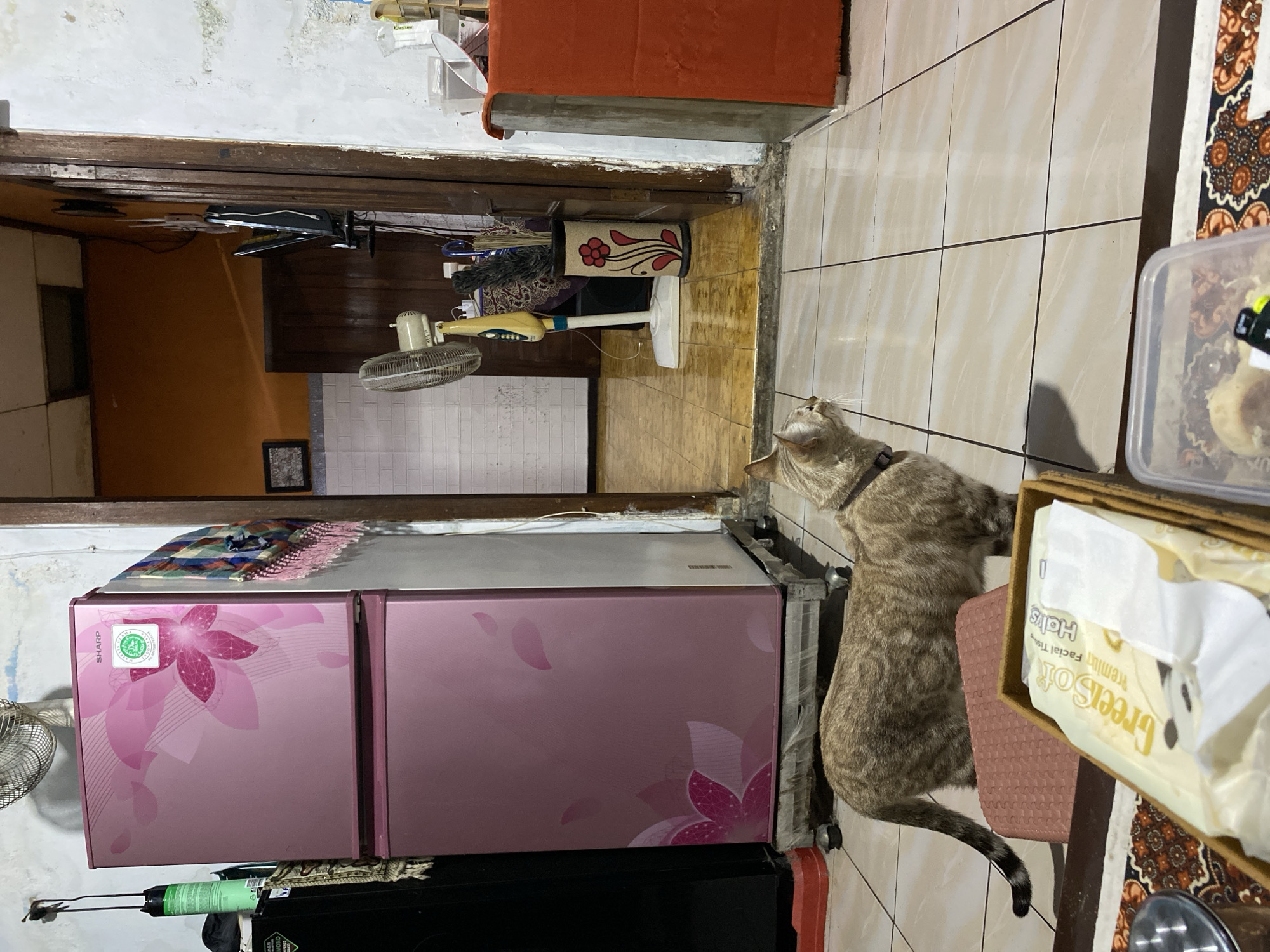 In a domestic interior, likely in Wonosari, Indonesia, a tabby cat stands on a tiled floor, facing to the right. The cat has a dark collar and a striped tail. In the foreground, a box of tissues and a clear plastic container with food are visible on a patterned mat. Behind the cat, a pink floral-patterned refrigerator is prominent, with a black appliance to its left. The background reveals a doorway leading to another room with an orange wall and a brown wooden door. A standing fan and a decorative vase with brushes are situated near the doorway. The environment appears lived-in, with evidence of everyday objects and a slightly aged aesthetic in the wall finishes and ceiling.