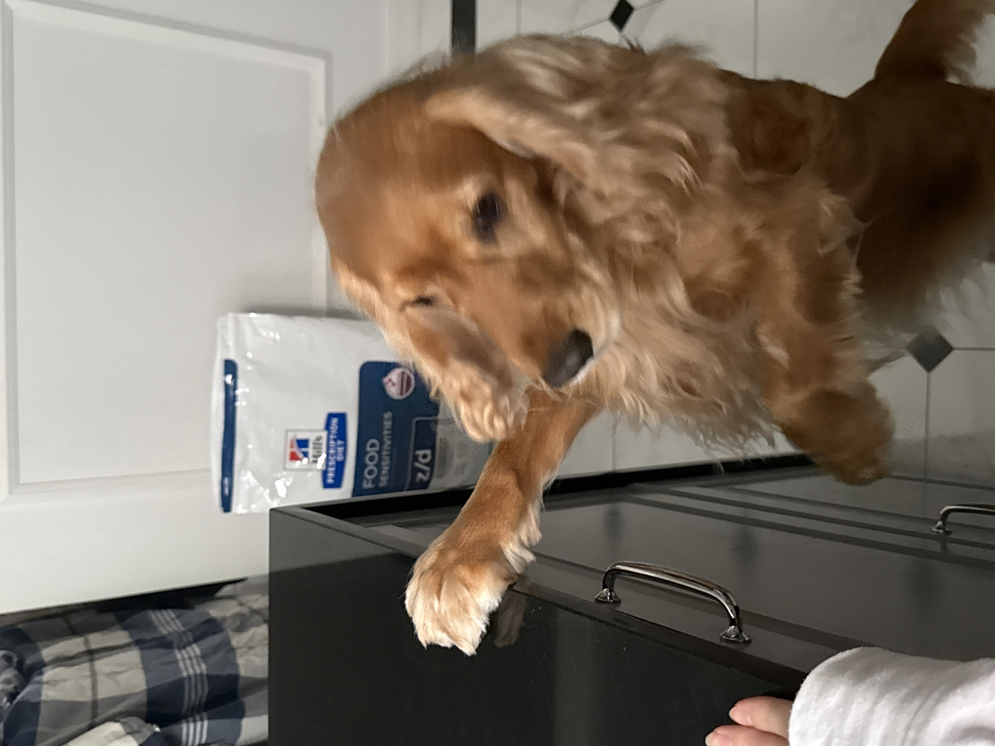 A medium-shot, indoor, eye-level, vertical photograph captures a golden cocker spaniel standing on its hind legs, with its front paws resting on the dark countertop of a kitchen island. The dog's body is facing to the left of the frame, and its head is turned to the right, looking down and to the side, with its floppy ears framing its face. Behind the dog, a white bag of Hills Prescription Diet dog food, labeled "FOOD SENSITIVITIES z/d," stands against a white wall with molding. To the left of the dog, a hand in a white fuzzy sleeve is visible, also resting on the countertop. The kitchen island has a silver handle. The floor is tiled with black and white squares. The background is slightly blurred, with a checkered blue and white cloth hanging to the far left.