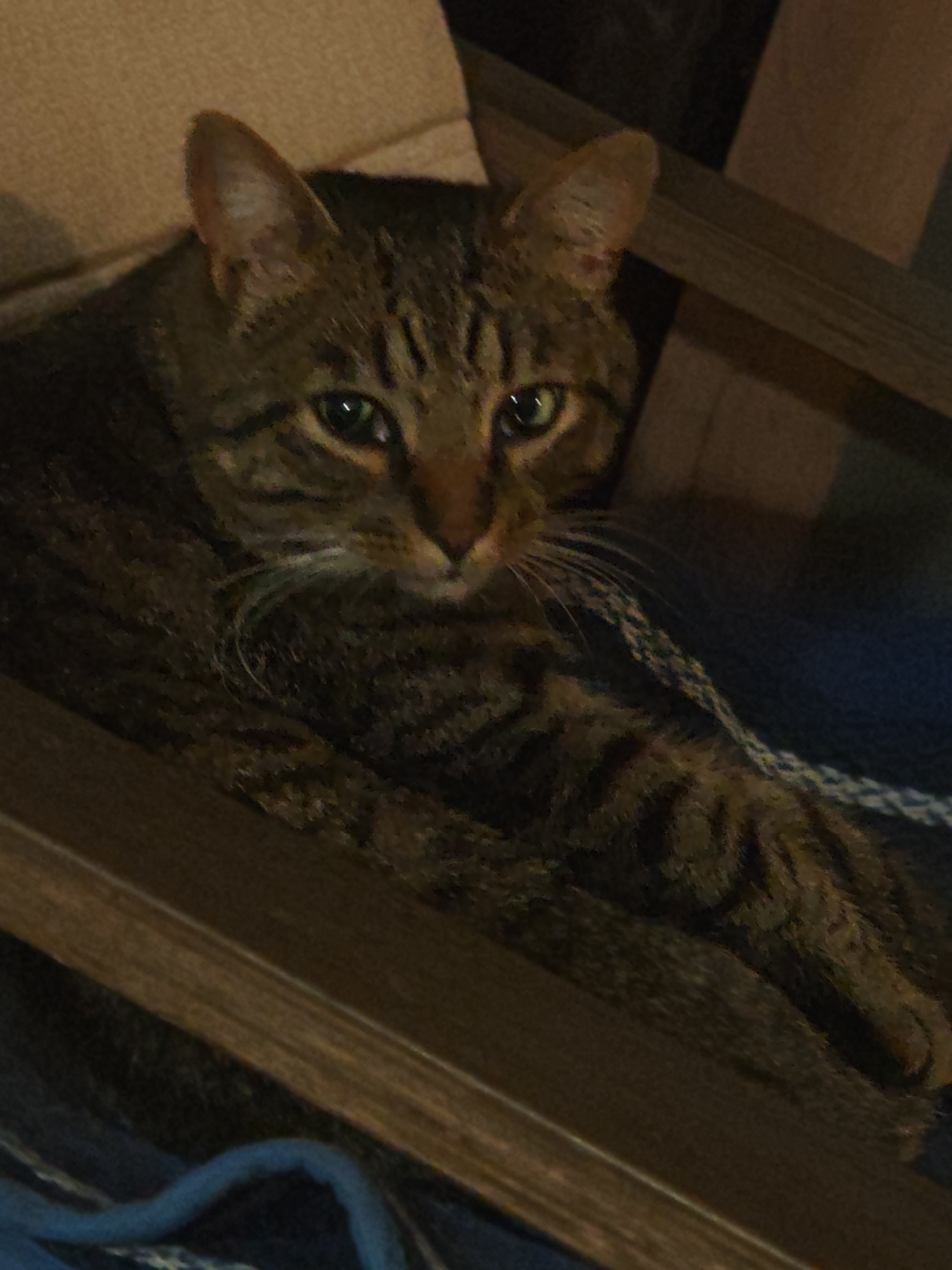 A tabby cat is resting on a chair with a blue blanket underneath. The cat has green eyes and a striped pattern on its fur. The chair appears to be made of wood. The background is a neutral-toned wall and a portion of another chair. The lighting suggests an indoor setting. There is no information in the image to indicate a specific location in the city of Свистуха (кузяевский С/о), Russia.