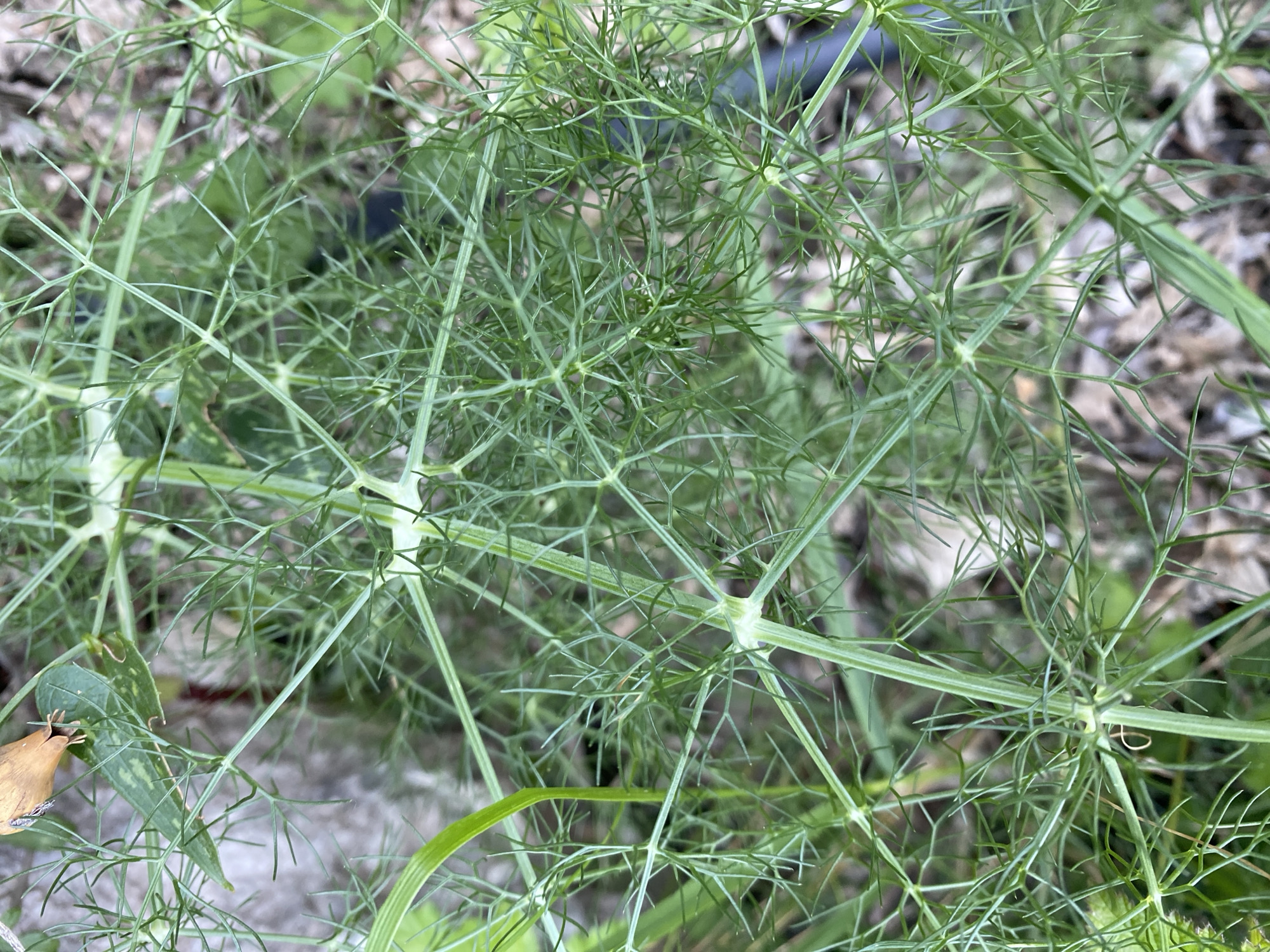 The image presents a close-up view of a plant with fine, feathery green leaves resembling fennel. The leaves appear to sprout from central nodes along a stem. The background consists of a mixture of soil, small rocks, and other plant matter, with some indistinct green foliage. The image was taken in an outdoor setting, in an environment suitable for plant growth. Without further information, I am unable to pinpoint the specific location in Budva, Montenegro.