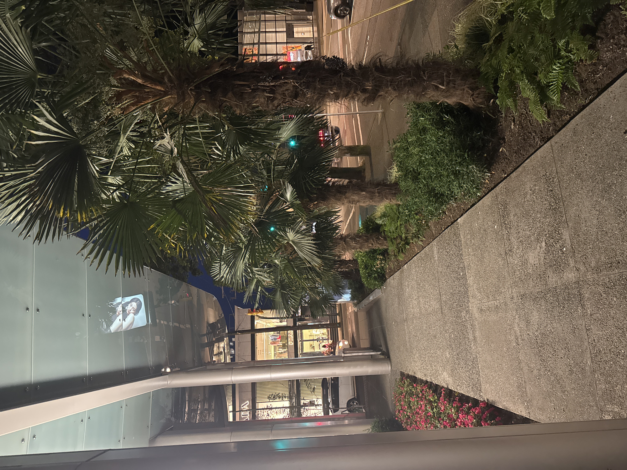 The image depicts a street scene at night, likely in an urban area. A concrete sidewalk runs along the left side, lined with a planter bed containing vibrant pink flowers. Beyond the flowers, a white van with a roof rack is parked. Further down the sidewalk, a building with large windows displays merchandise and signage for "PRADA" and "LOUIS VUITTON", indicating a high-end shopping district. Several palm trees are planted along the sidewalk, their fronds casting shadows. Across the street, traffic lights are visible, with some illuminated in green. The street itself appears to be wet, suggesting recent rain. The overall atmosphere is that of a well-lit, modern city at night. The specific location is the area around Alberni Street, known for its luxury boutiques in Vancouver, Canada.