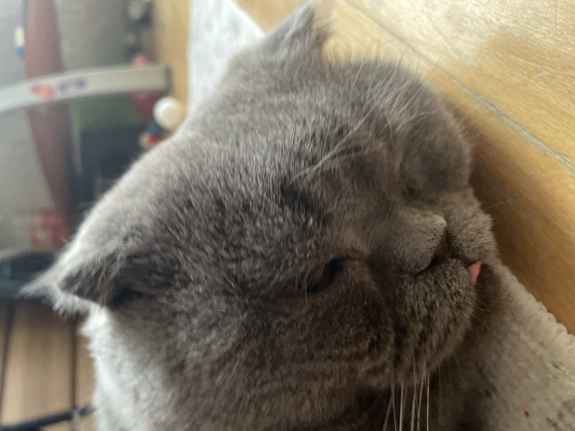 A close-up, eye-level shot shows a gray British Shorthair cat sleeping on its side on a white mat. The cat's eyes are closed, and its pink tongue is slightly visible sticking out of its mouth. The cat's fur is thick and soft, and its whiskers are long and white. The background of the image is blurred, but it appears to be a room with wooden flooring and some shelves in the distance. The lighting in the image is natural and soft, and the overall mood is peaceful and cozy.