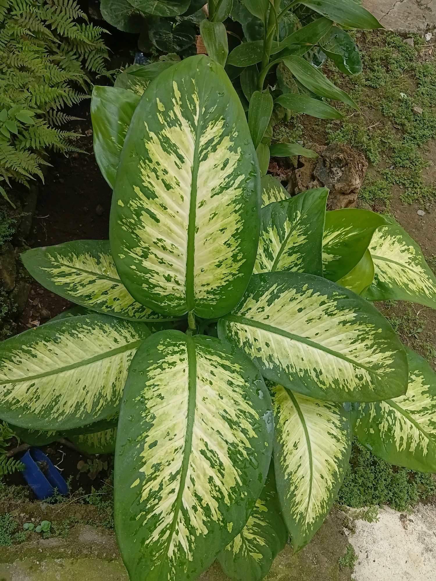 The image displays a close-up, aerial view of a cluster of large, variegated Dieffenbachia leaves. The leaves are predominantly green with irregular, creamy white to pale yellow splotches. Some leaves have water droplets on their surfaces, suggesting recent rain or watering. The plant is situated outdoors, on what appears to be slightly damp ground covered with sparse green vegetation and soil. In the background, a fern with delicate fronds is visible to the left, and other green foliage can be seen behind the Dieffenbachia. A rough, brown rock formation is present to the right of the plant. A small, bright blue plastic object, possibly a piece of a shoe or tool, is partially visible amongst the soil and vegetation near the bottom left of the frame. The overall environment suggests a garden or natural setting in a humid climate, consistent with the location of Cikal, Indonesia. There are no people or active interactions depicted in the scene.