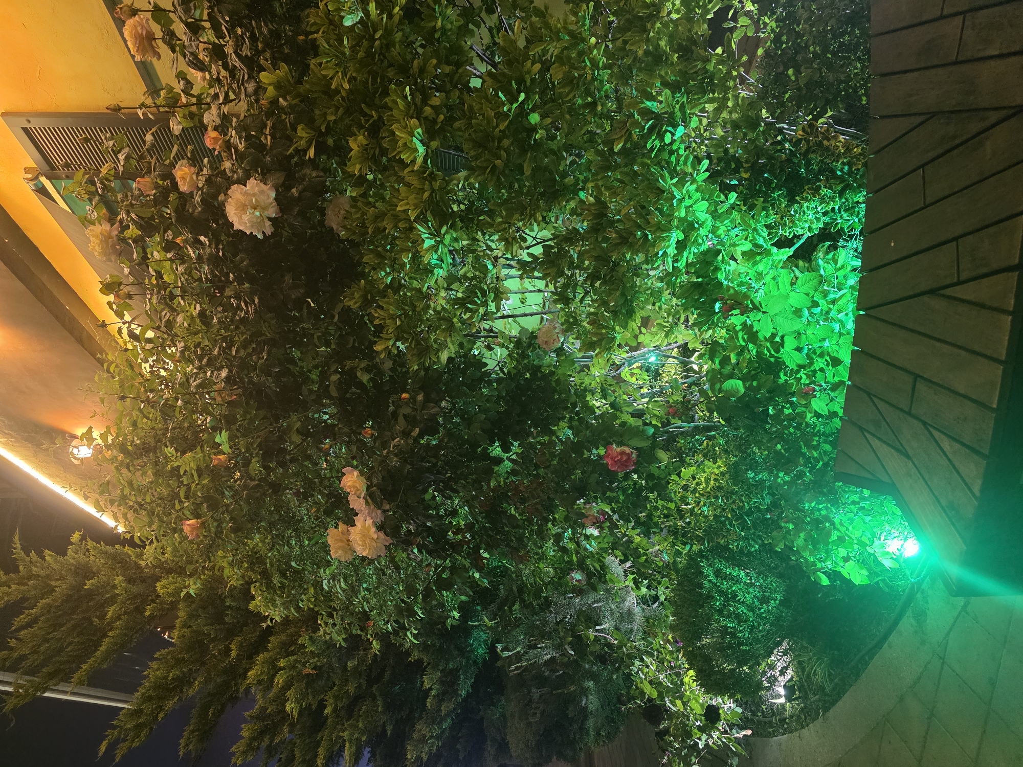 The image shows an outdoor space in Krasnodar, Russia at night. Abundant greenery, including climbing plants and flowers (possibly roses), covers an overhead structure. Green lighting illuminates much of the foliage. A section of the structure is made of brick. In the background, a yellow building is visible with an air conditioning unit. String lights are also present. No people are visible.