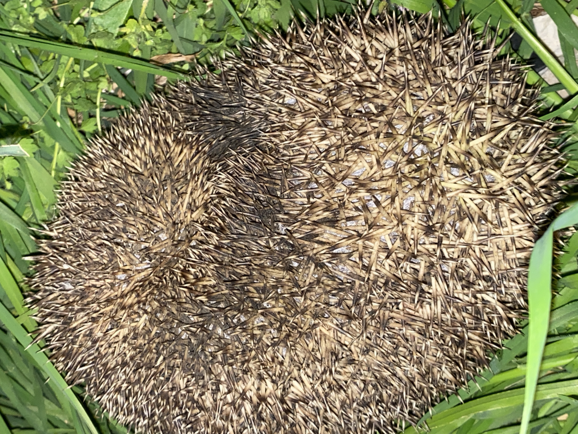The image shows a hedgehog curled up in grass. The hedgehog is covered in spines that are brown with lighter tips. The grass is green and surrounds the hedgehog. The location is not specified, therefore no information about Budva, Montenegro can be provided.