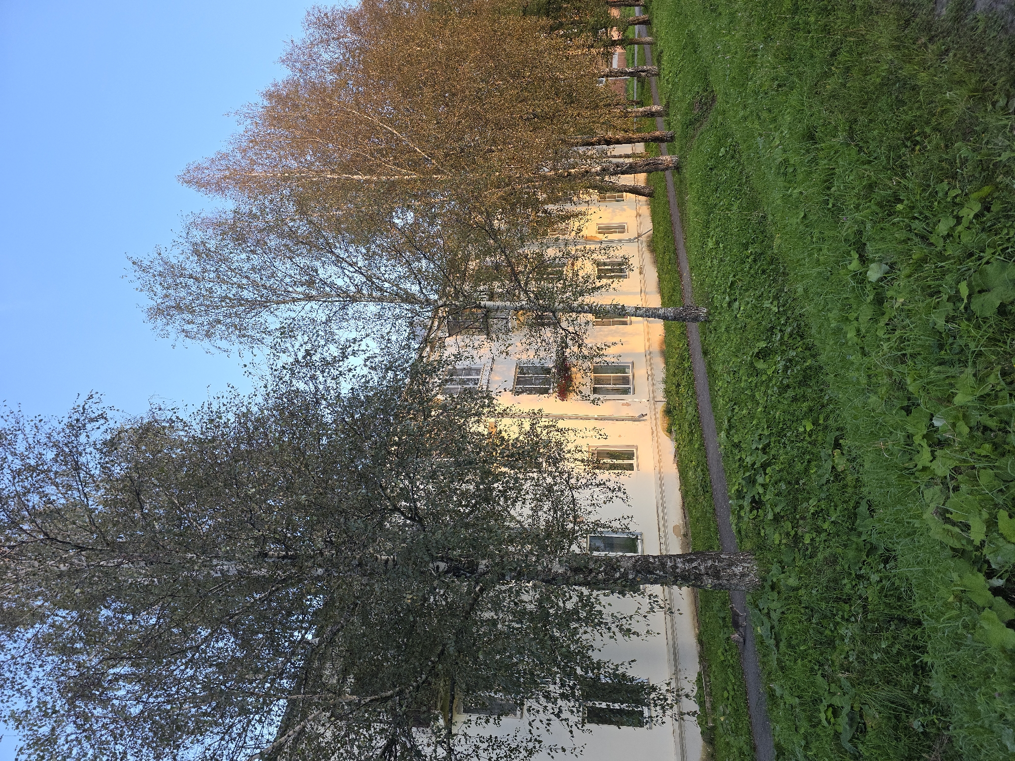 The image depicts a row of birch trees with autumn foliage along the facade of a multi-story residential building. The building is painted a light color, and its windows are visible. The scene is bathed in the warm, golden light of late afternoon or early morning sun. In the foreground, lush green grass covers a slope. A narrow paved path runs alongside the building and trees. There is a single cat walking on the path. The sky above is clear and blue. The location is identified as Magnitka, Russia.