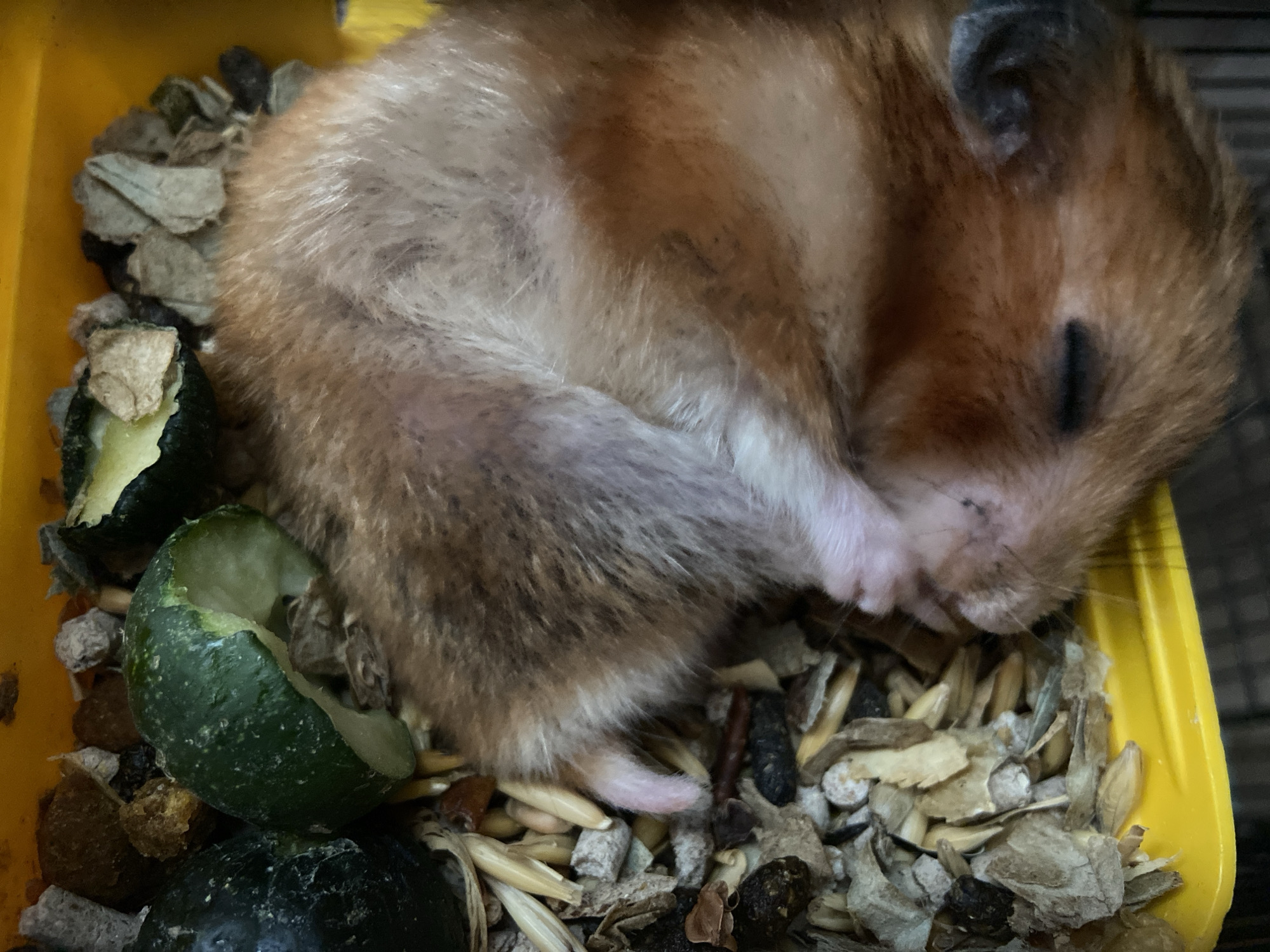 A close-up shot shows a hamster sleeping in a yellow enclosure filled with wood shavings, seeds, and pieces of green vegetables. The hamster, with its fur a mix of light brown and white, is curled up, its eyes closed and paws tucked beneath its head. The enclosure appears to be a habitat or cage for the animal. The lighting is natural, casting soft shadows across the scene. The overall impression is one of a peaceful, resting pet.