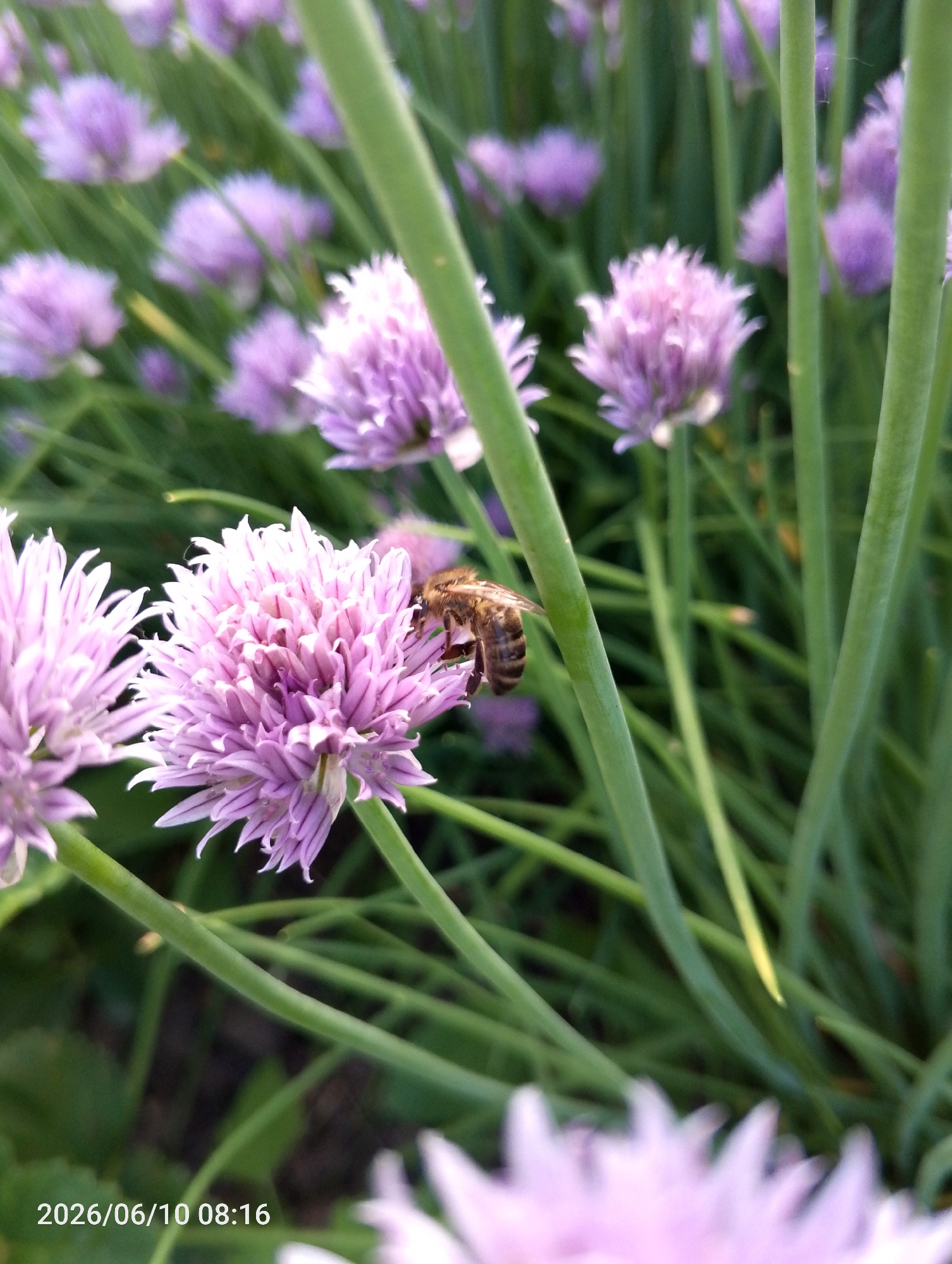A bee is visible on a cluster of purple flowers, likely chives, with green stalks in the foreground. The background consists of more purple flowers and green foliage. The scene appears to be an outdoor garden, possibly in the city of Alyash, Russia, given the provided context. A timestamp "2026/06/10 08:16" is present in the lower left corner.