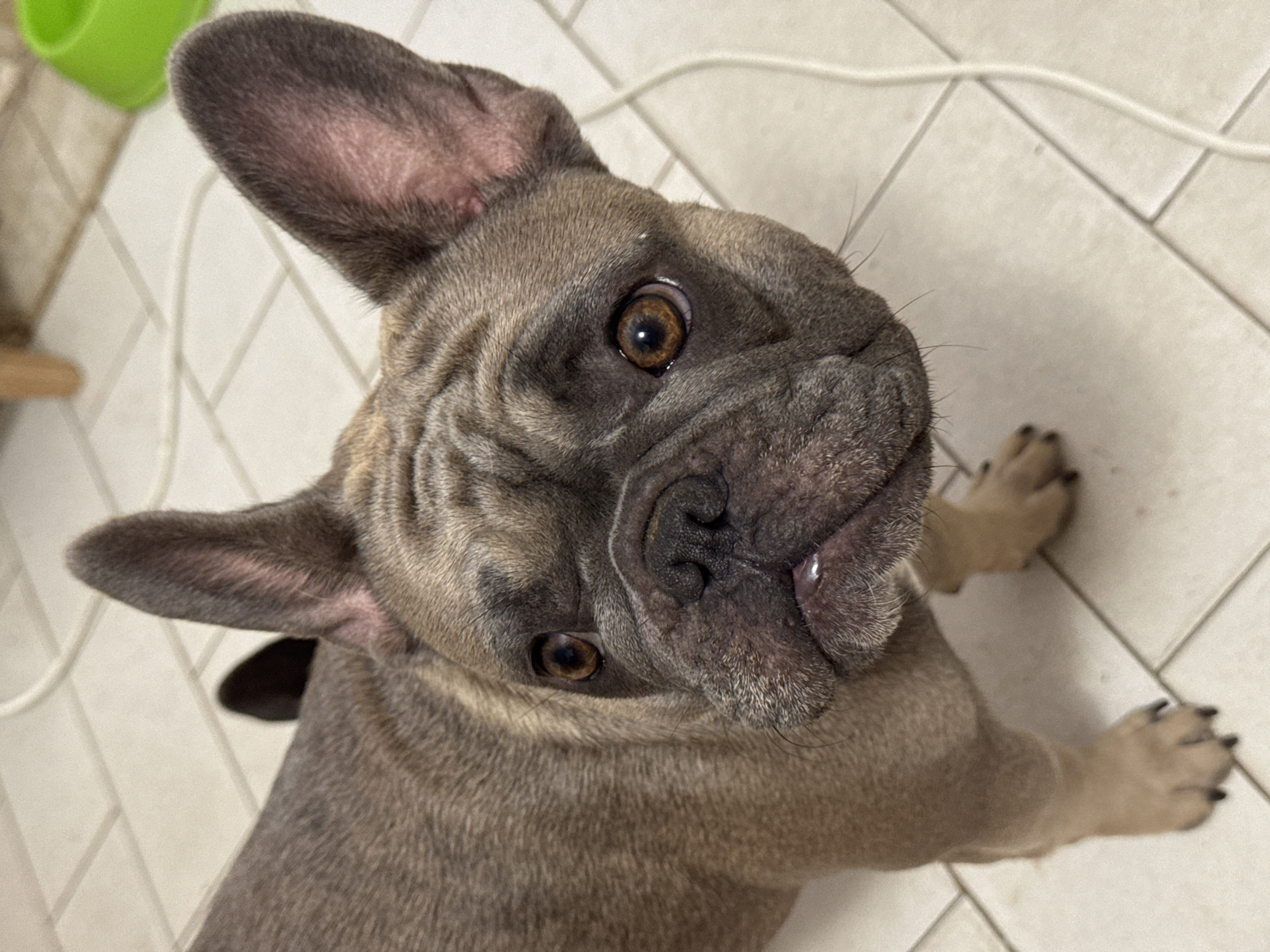 A French bulldog with brindle fur is looking directly at the camera, positioned in the center of the frame. The dog's face is prominent, with its characteristic wrinkled snout, large ears, and brown eyes. Its mouth is slightly open, revealing a bit of its tongue and a single tooth. The dog is standing on a tiled floor with off-white squares and dark grout lines. To the right of the dog, a white cord snakes across the floor, and a bright green bowl is partially visible in the upper right corner. In the background, a blurry wooden table leg is also visible. This scene is indoors and appears to be a domestic setting, possibly a kitchen or hallway. There are no people present. The lighting is even and appears to be from an overhead source. The image captures the dog from a slightly elevated perspective, looking down at it.
