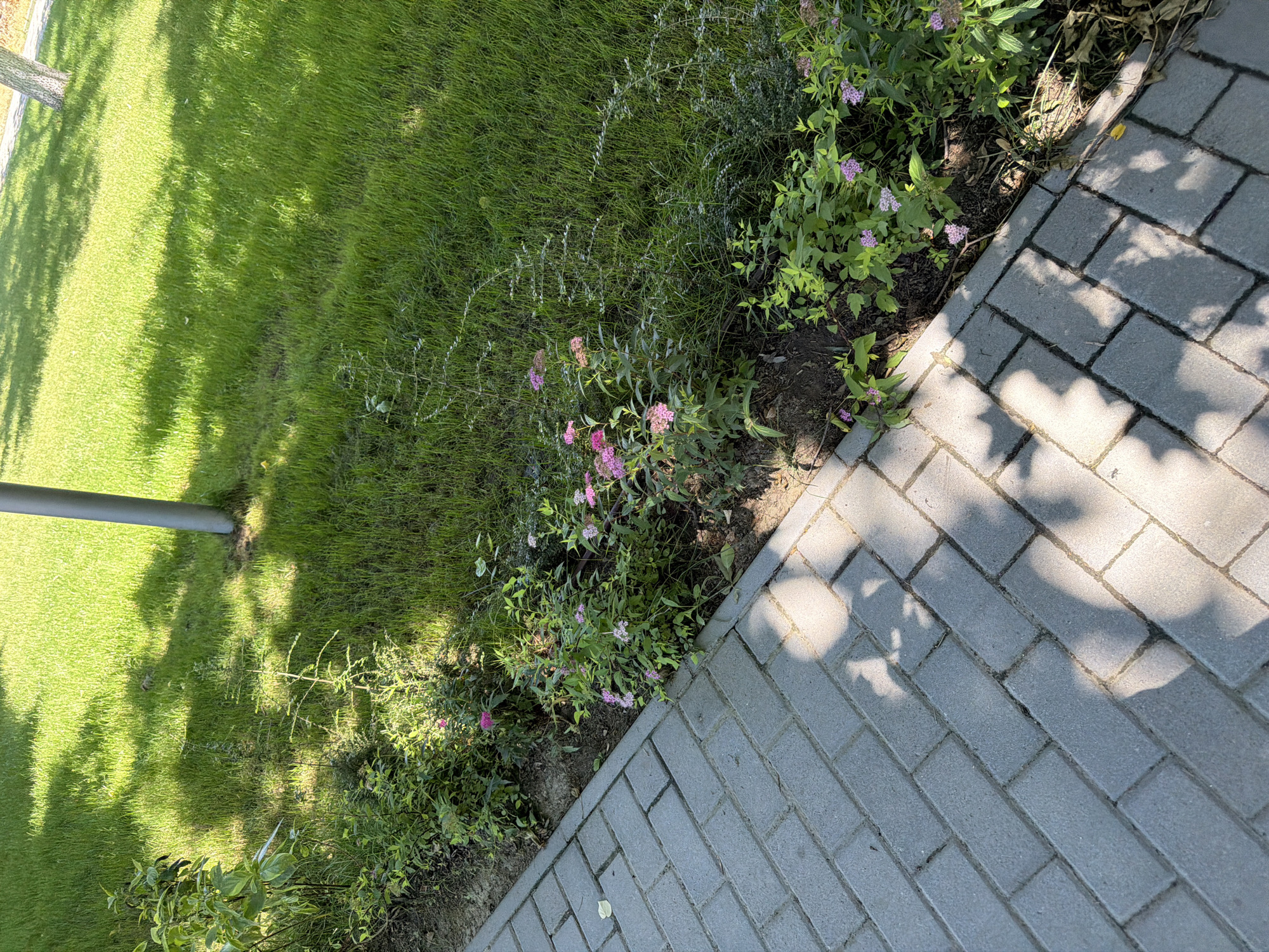 The image shows a paved walkway made of gray interlocking bricks, running diagonally from the lower left to the upper right of the frame. Adjacent to the walkway is a strip of soil with green vegetation, including bushes with small pink and white flowers. Beyond the vegetation, a well-maintained green lawn stretches towards the background, where a portion of a gray metal pole and the trunk of a tree are visible. Sunlight casts shadows of leaves and branches across both the walkway and the lawn. The scene appears to be an outdoor area within a park or residential neighborhood in Zlatitrap, Bulgaria, possibly near a street or pathway. There are no people or animals visible in the image.