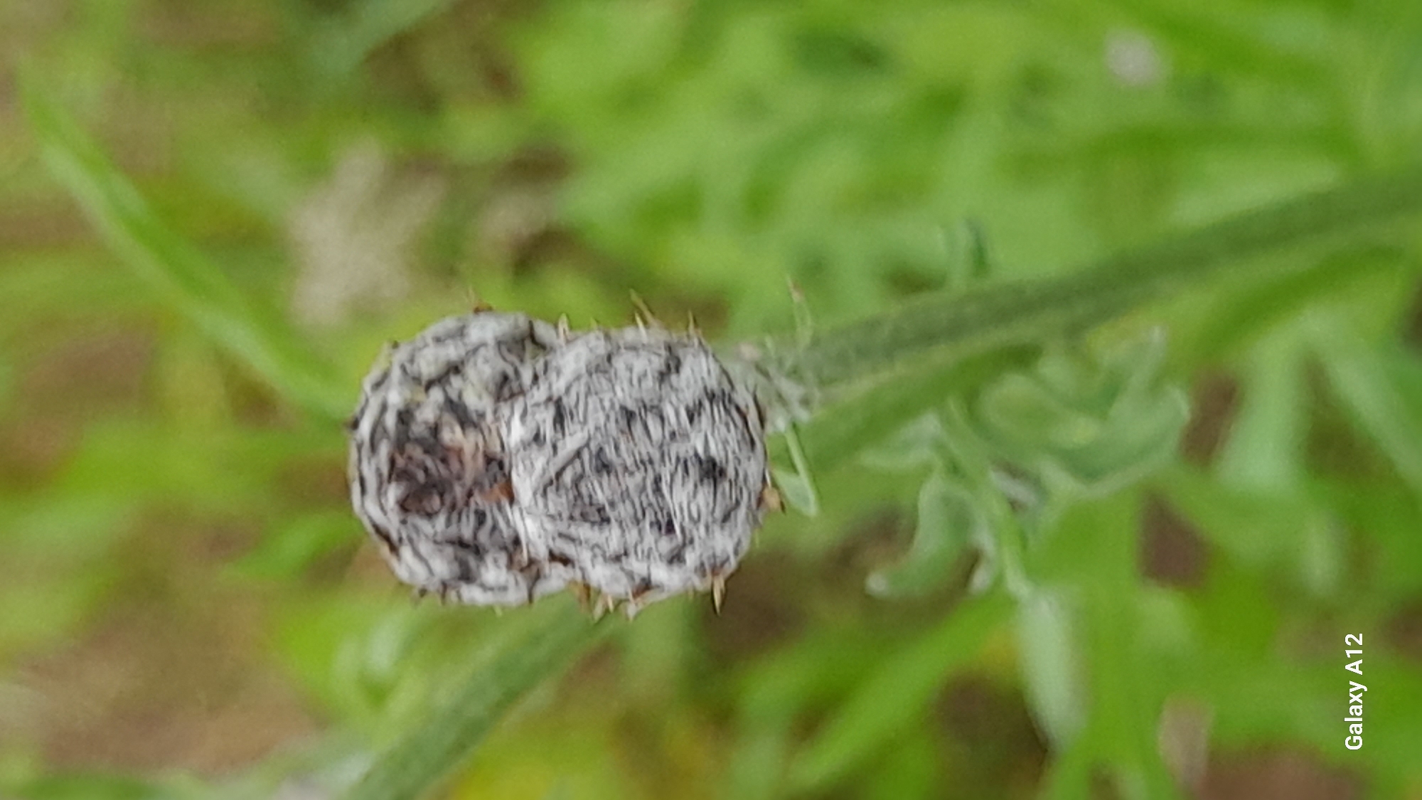 The image displays a close-up, top-down view of a distinctive plant bud or seed pod, captured in what appears to be an outdoor natural setting in Марковский, Russia. The primary subject is an elongated, grayish-white object, resembling two conjoined, roughly spherical forms. This object exhibits a highly textured surface, akin to dense, matted fur or a dried, intricately wrinkled pattern. Along its edges, small, sharp, dark spiky protrusions are visible.
The bud or pod is attached to a slender, light green stem that extends diagonally through the frame. The background is a soft, out-of-focus blur of vibrant green, indicative of lush foliage and a natural environment. No other specific activities or events are depicted; the image is a static portrayal of the plant.
The lighting suggests it is daytime, but a more specific time of day is not discernible. There are no visible cues regarding weather conditions, nor are any emotions conveyed. In the bottom right corner of the original image, the text "Galaxy A12" is visible, indicating the camera used to capture the photograph.