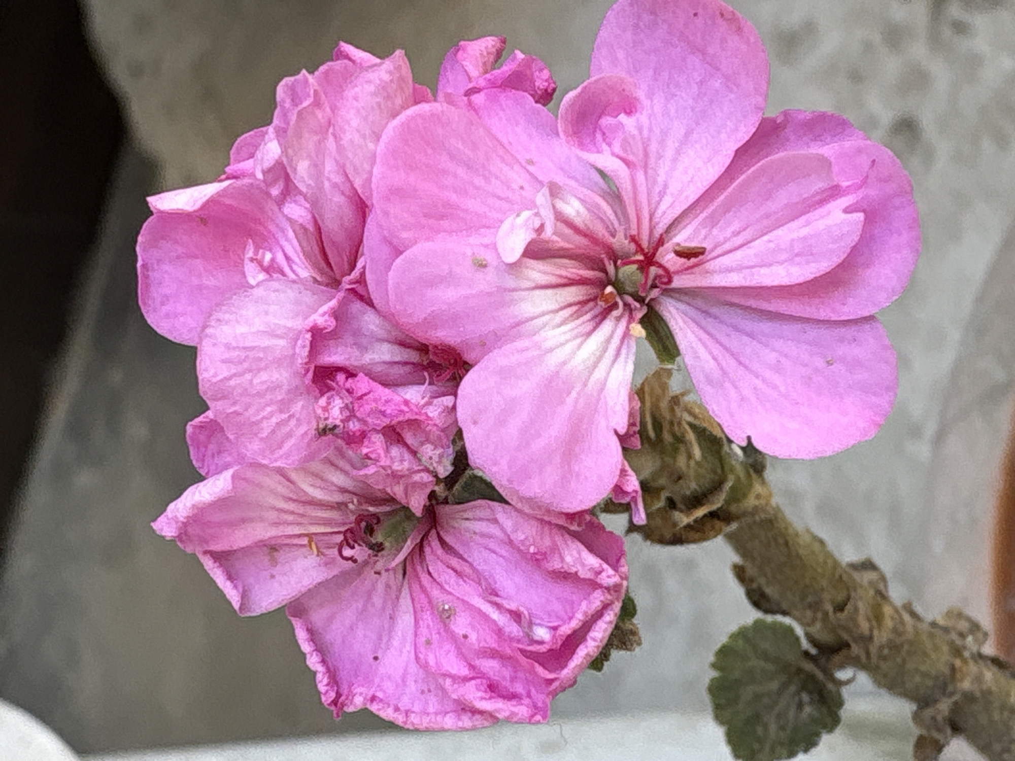 A close-up, eye-level, vertical shot captures a cluster of bright pink flowers. The flowers appear to be in various stages of bloom and some have slightly wilted petals. The petals are delicate and have visible veins. At the center of the flowers, dark red stamens are visible. The stem of the flowers is thick and covered in fine, brown hairs, with a small, green leaf emerging from the side. The background is a muted gray and white, with a hint of brown at the bottom of the frame, suggesting a pot or planter. The lighting is soft, highlighting the texture and color of the petals. This image was taken in Katrain, India.