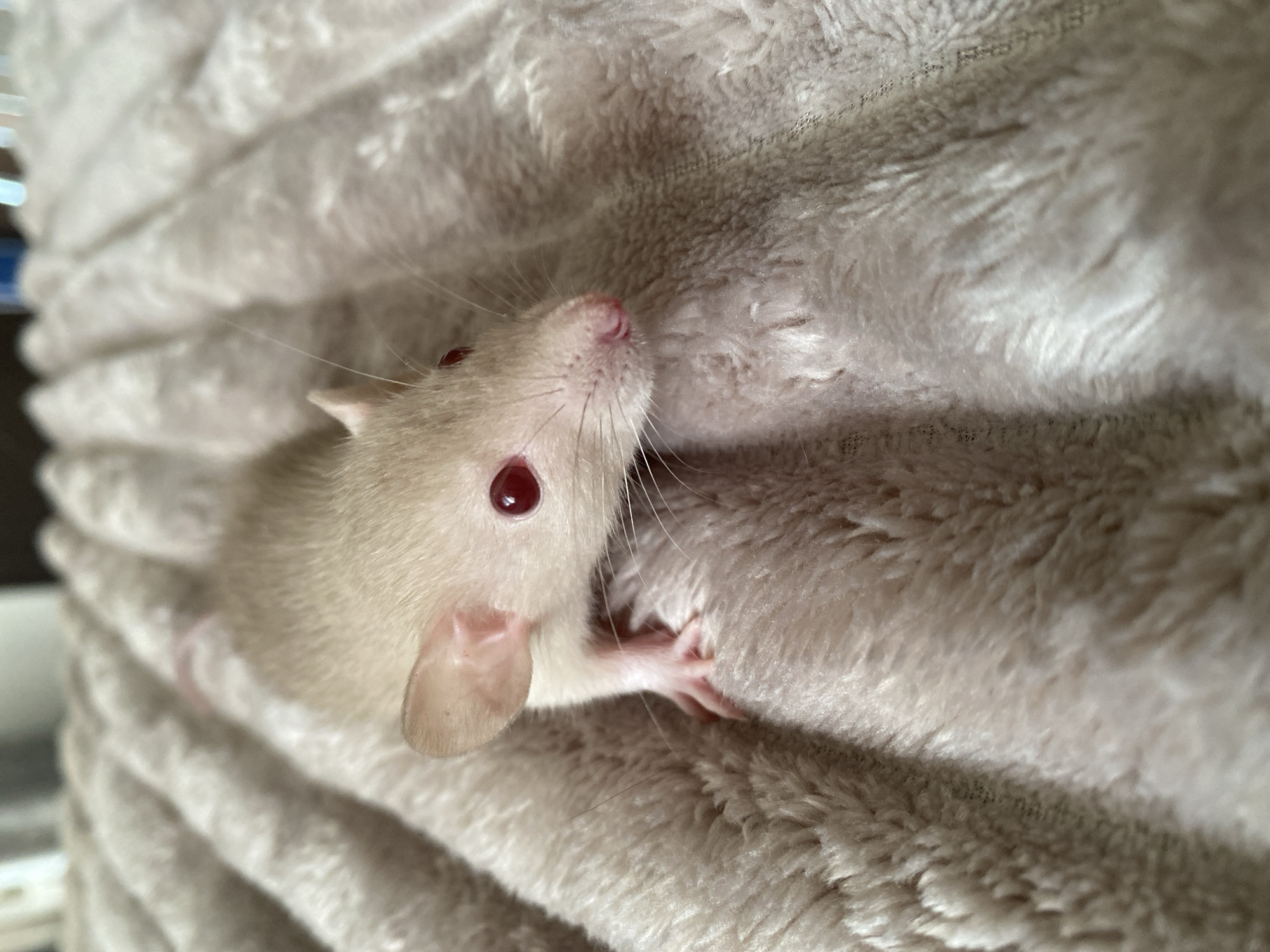 A light-colored rat with red eyes is resting on a textured, light-colored blanket. The rat is positioned in the foreground, facing towards the right side of the image. Its front paws are visible, resting on the blanket's surface. The background is out of focus, showing the continuation of the blanket's texture and some blurry shapes that might be furniture or other objects. The lighting appears to be natural and soft, highlighting the rat's fur and features.