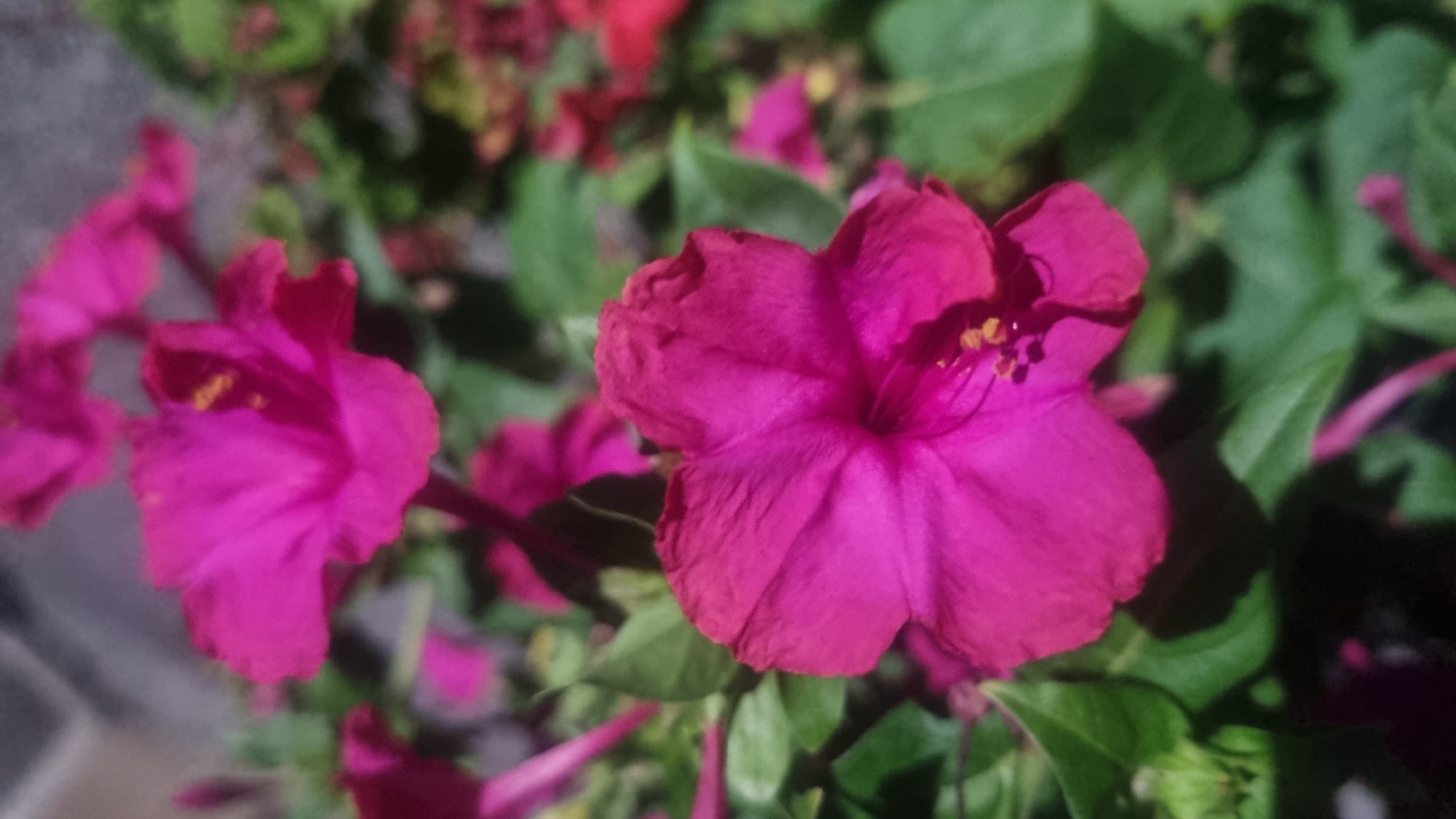 A close-up, eye-level shot captures a vibrant fuchsia four o'clock flower in full bloom, its petals slightly crinkled and delicate. The flower's center reveals yellow stamens. The bloom is nestled amongst lush, green foliage. In the background, other fuchsia and red four o'clock flowers are visible, some in focus and others softly blurred. The overall setting suggests a garden or natural outdoor space, possibly within Berehove, Ukraine, given the context. No people are present in the image.