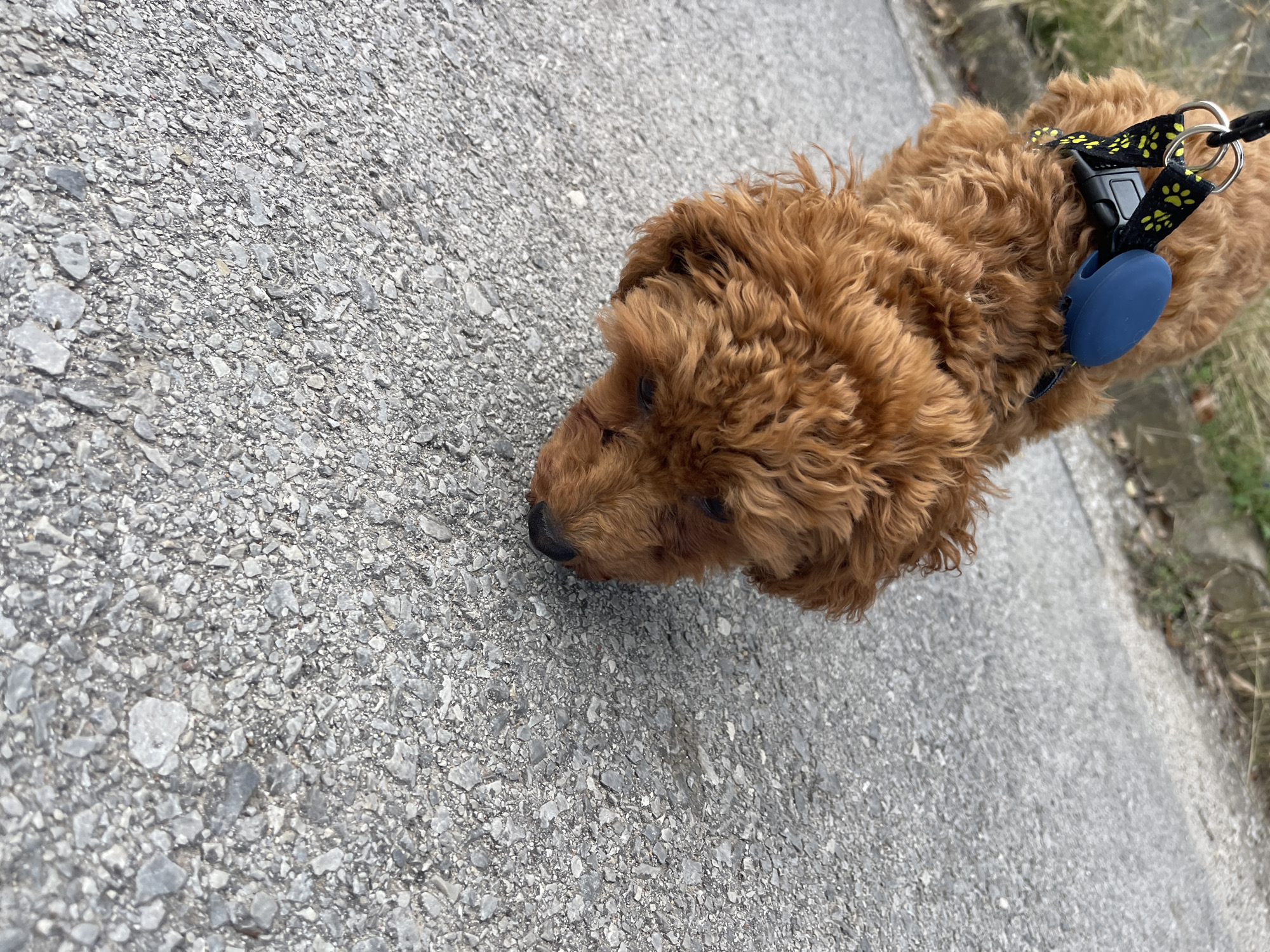 The image captures a small, reddish-brown, curly-haired dog from an overhead perspective, with its head lowered and nose touching the grey asphalt ground. The dog is wearing a black harness featuring yellow paw print patterns, a black plastic buckle, and silver metal rings. Attached to the harness is a prominent dark blue, circular electronic device, possibly a GPS tracker or light. A black leash clip is visible near the top of the harness. The ground is a coarse grey asphalt composed of various sizes of light and dark grey aggregate stones. The background is out of focus, showing indistinct dry vegetation and blurred grey elements. The scene is outdoors under natural light in the city of Sofia, Bulgaria.