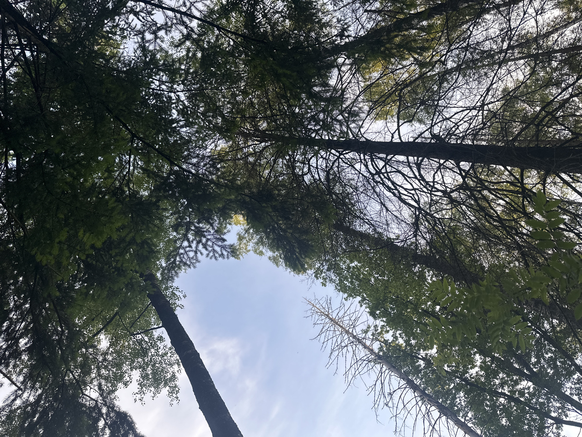 Looking up from a low angle, the photograph captures a view of several trees reaching towards a cloudy, light blue sky. The trees frame the sky, their branches and leaves partially obscuring the view. The location is within the city of Fryazino, Russia.