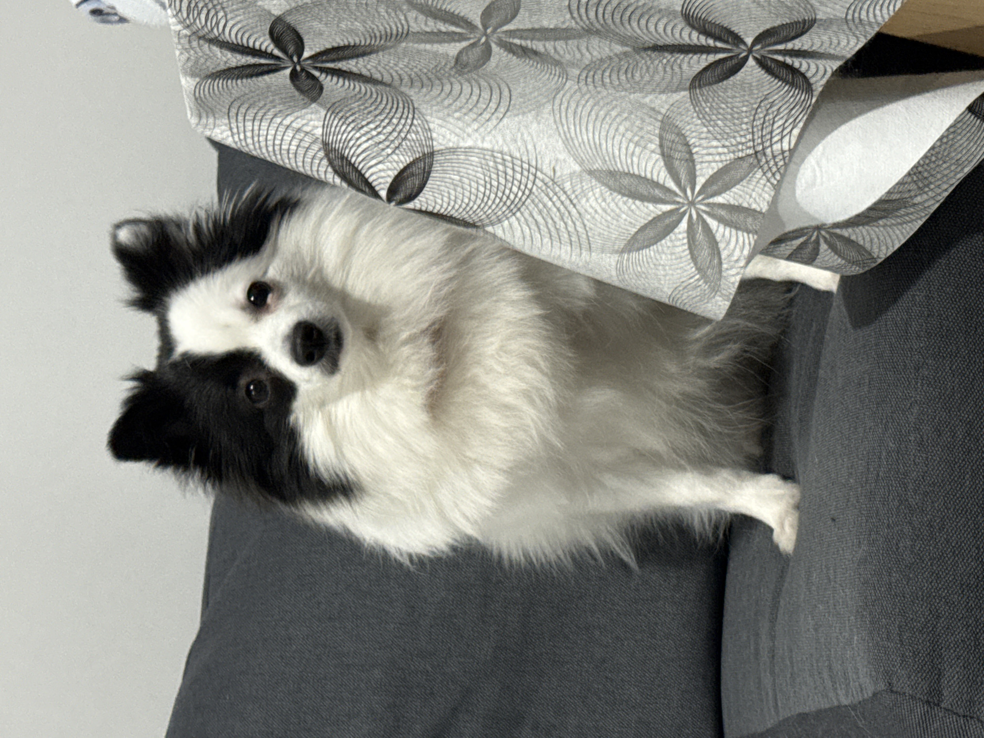 A medium shot depicts a fluffy, medium-sized dog sitting on a grey upholstered couch. The dog has black and white fur, with black patches around its left eye and ear. It is looking directly at the camera. A patterned grey and white fabric is draped partially over the dog and the couch. The location is unknown.