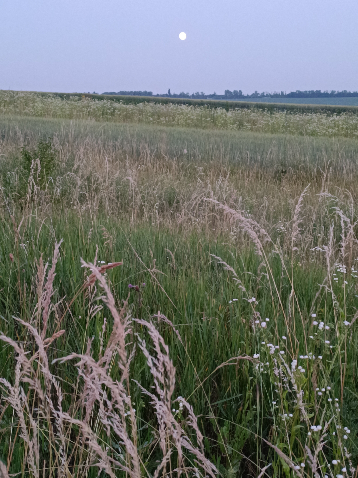 A wide shot captures a rural landscape at dusk, under a pale, overcast sky where a full moon is visible. The foreground is dominated by tall, dry grasses and wildflowers, with some green stalks interspersed. These grasses appear to be blowing gently in the breeze.
In the mid-ground, a field of green crops stretches across the frame, bordered by a darker line of trees and foliage that forms the horizon. Beyond this, a flat expanse of land continues, hinting at a vast, open countryside. The overall impression is one of peaceful solitude and natural beauty. The time of day is clearly evening, as suggested by the soft, diffused light and the presence of the moon. The weather appears calm, with no strong winds or visible precipitation. The scene evokes a sense of tranquility. No people, objects, or text are visible.