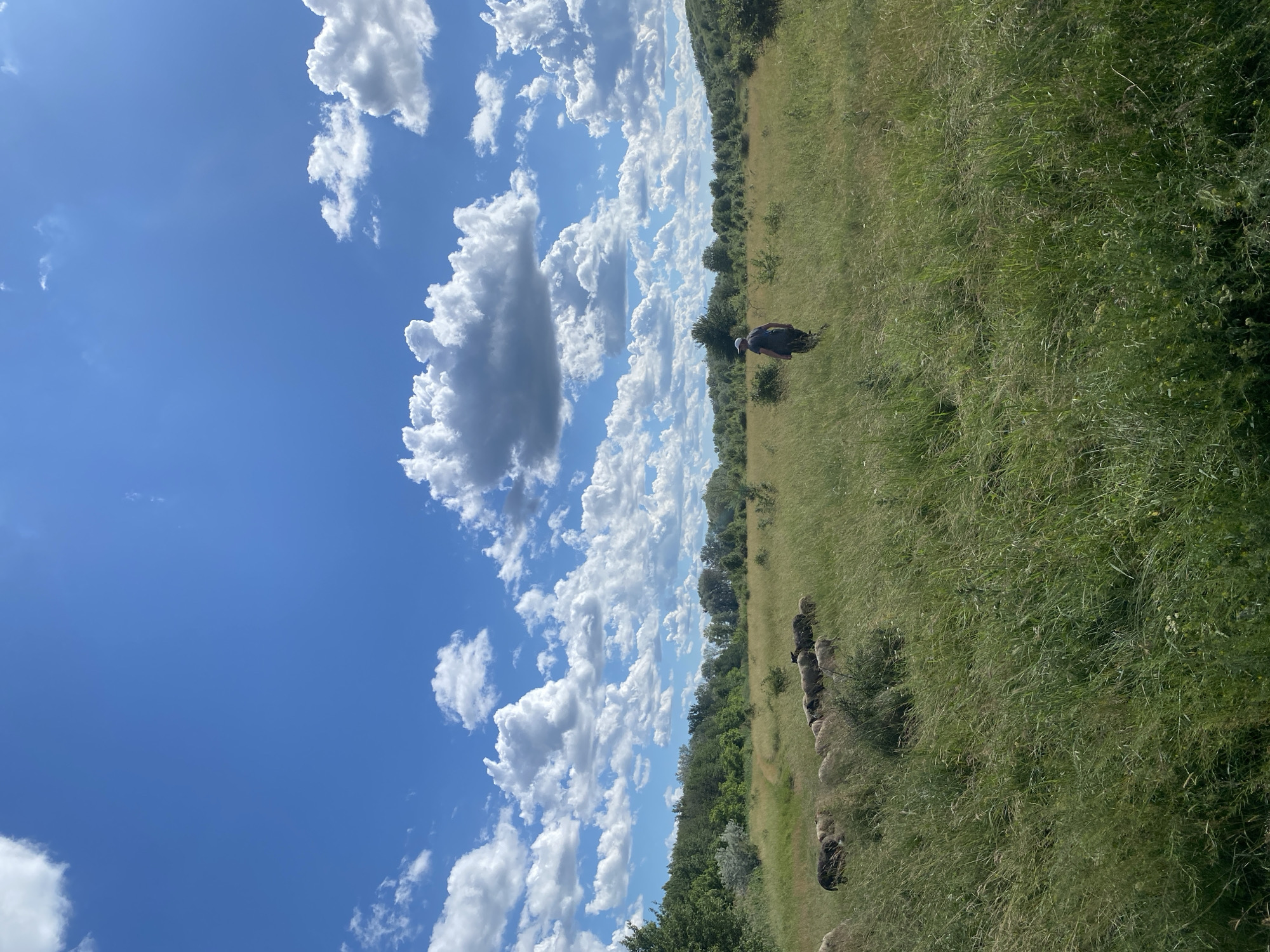 The image depicts a pastoral scene in the village of Ustyvytsia, Ukraine, characterized by a wide-open grassy field under a bright blue sky dotted with fluffy white clouds. In the left portion of the frame, a flock of sheep grazes on the tall, green grass. The sheep vary in color, with some appearing black and others white or light brown. To the right, a lone figure, presumably a shepherd, walks away from the camera through the meadow. The shepherd is wearing a dark-colored hat and shirt, and dark pants. The background is a mix of trees and shrubs, with a gentle incline of a hill visible on the far right. A narrow dirt path is faintly visible winding through the grass towards the treeline in the distance. The overall impression is one of a peaceful, rural summer day.