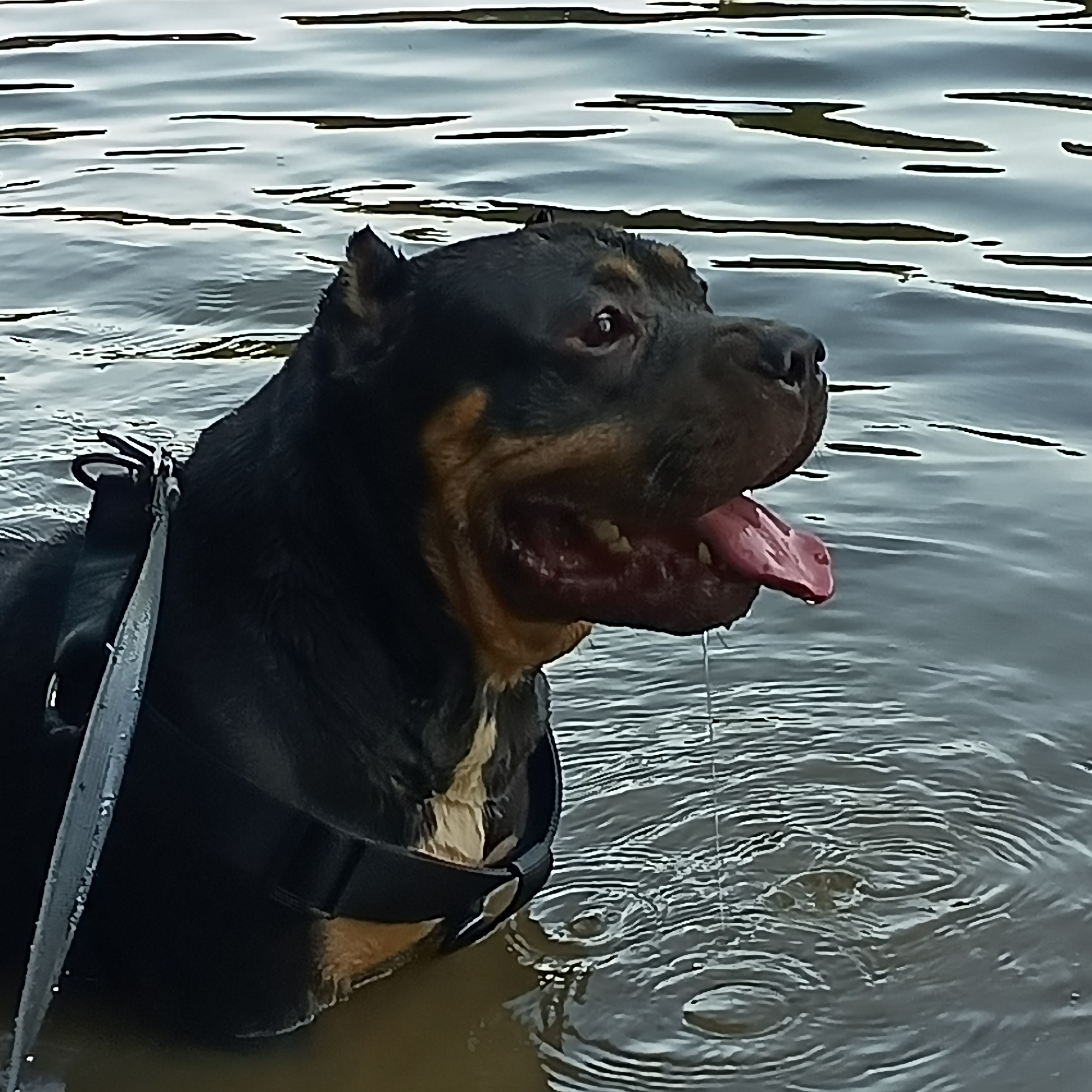 A Rottweiler dog is partially submerged in dark water, wearing a black harness. The dog's head is turned to the right, with its mouth open and tongue hanging out, appearing to pant. Droplets of water are visible falling from its tongue. The water is disturbed with ripples and some debris, suggesting movement. The dog's fur is dark with tan markings on its face and chest. The scene is set outdoors, with the water likely being a lake, river, or pond. No specific location in the city of Cheb, Czechia, can be identified from the image.