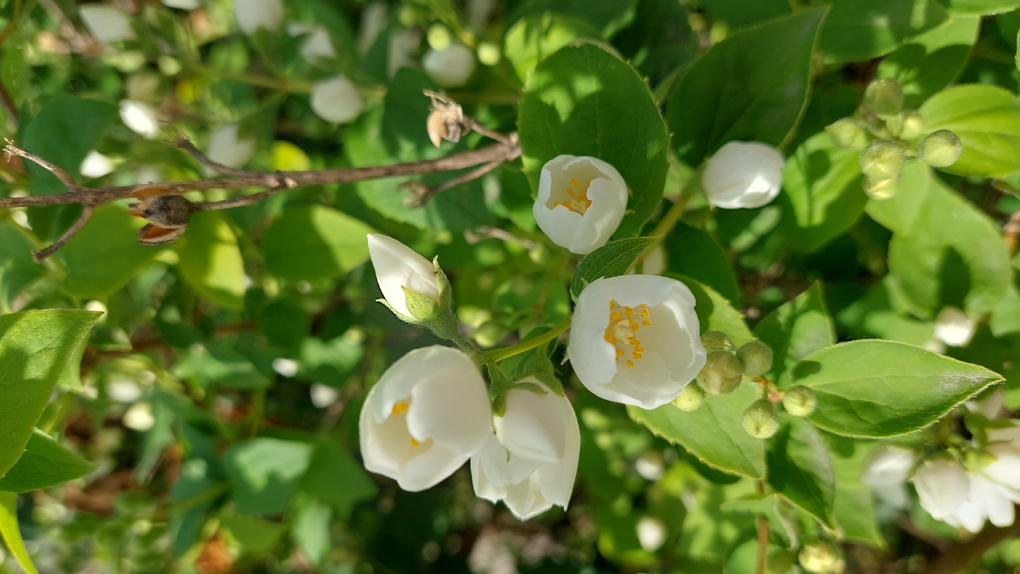 A close-up, high-angle shot captures several white flowers and buds of a flowering shrub, likely a Mock Orange (Philadelphus) or a similar species, set against a backdrop of vibrant green leaves and soft-focus foliage. The scene is brightly lit by natural sunlight, casting subtle shadows and highlighting the fresh, clean appearance of the blooms.
In the foreground and mid-ground, multiple flowers are visible in various stages of development. To the left, a prominent, unopened white bud with a green calyx stands upright. Below it, two partially open flowers reveal their creamy white petals and yellow centers. To the right, another fully opened flower showcases its delicate white petals and a cluster of bright yellow stamens at its core. Above these, another partially open flower with a visible yellow center is also present. The petals of the flowers appear soft and slightly crinkled, indicating their natural state.
The leaves surrounding the flowers are a rich, healthy green, some with visible veins and serrated edges. They form a dense, leafy background, providing a stark contrast to the white blossoms. A few brown, slender branches are interspersed among the foliage and flowers, one of which has a dried seed pod or remnant. The background is softly blurred, emphasizing the sharp detail of the flowers and leaves in the foreground. The overall impression is one of natural beauty and the freshness of spring or early summer bloom. No people, artificial objects, or visible text are present in the image.