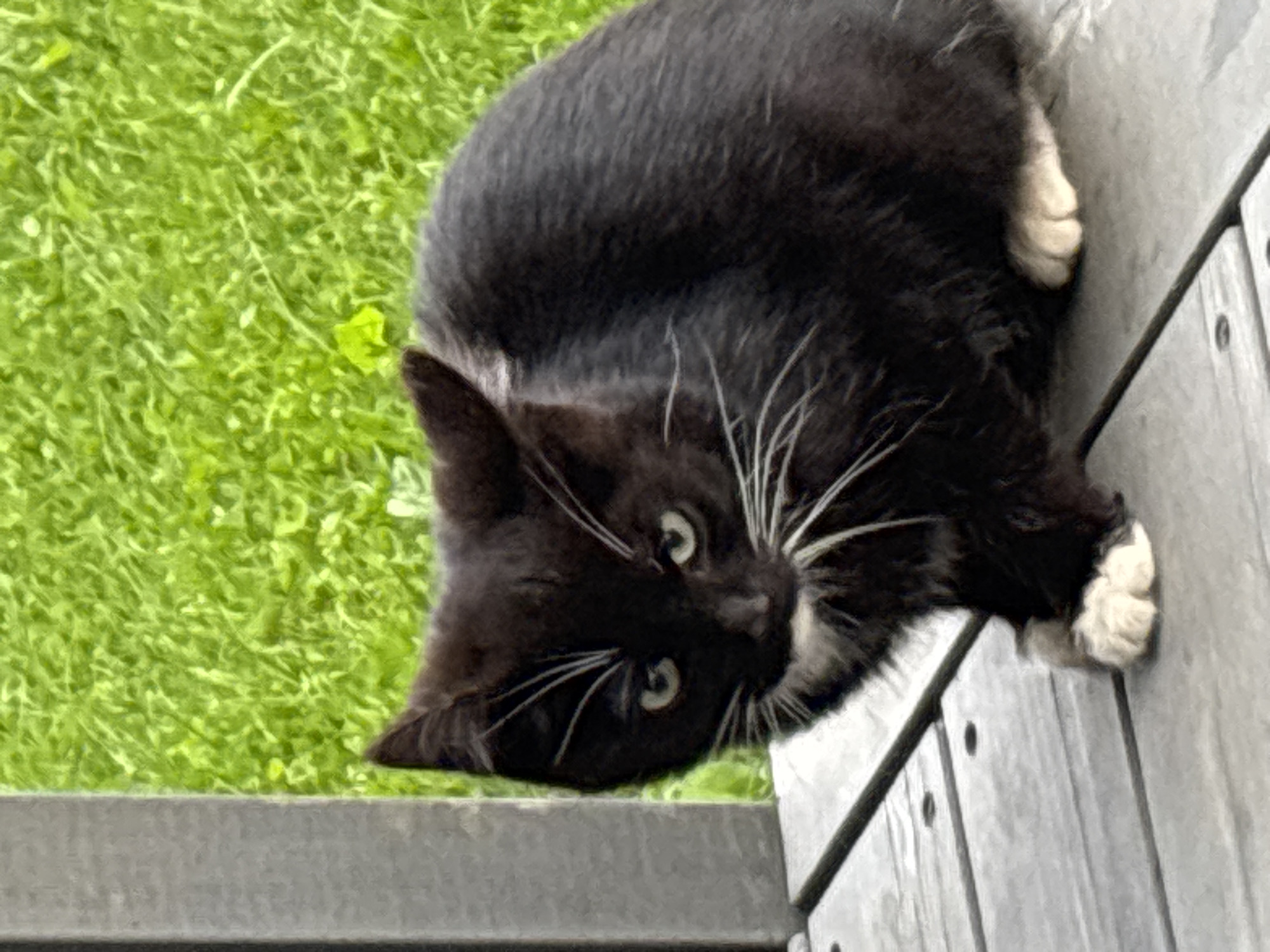 A black cat with white markings on its chest and paws sits on a wooden deck. The cat is facing forward, looking slightly to its left with green eyes. Its whiskers are prominent and white. Behind the cat is a blurred background of green grass. The image is taken from a medium-low angle. The scene appears to be outdoors. There is no information about the location in Zvenigorod, Russia.