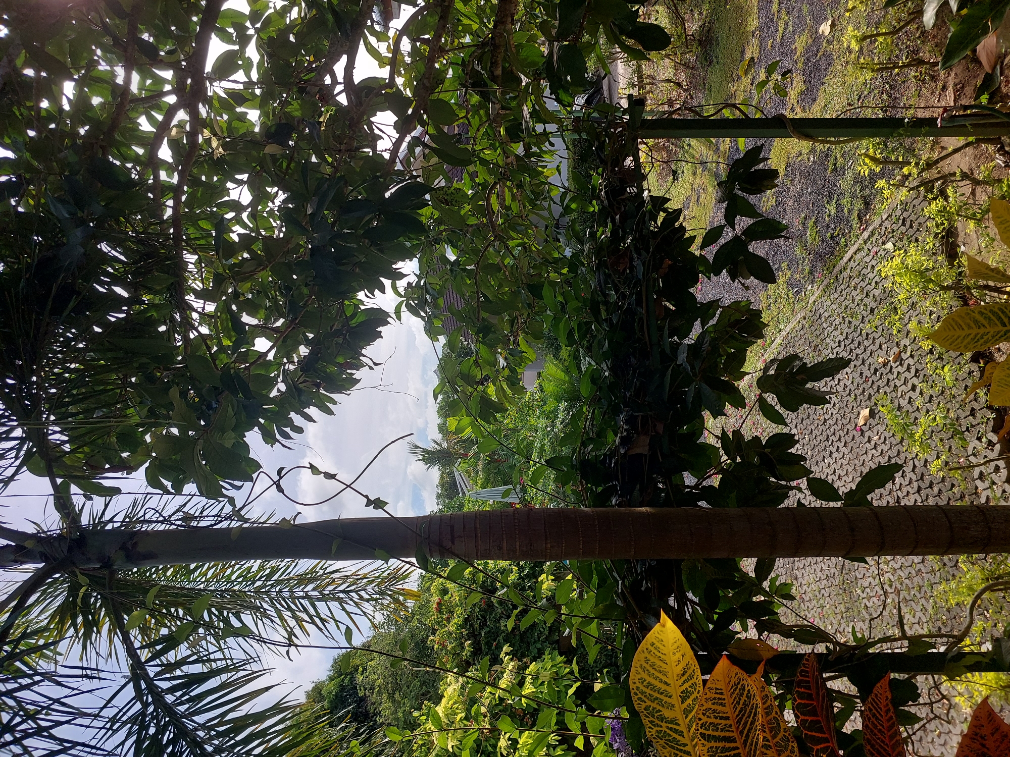 The image depicts a lush, tropical environment with a focus on dense foliage and a palm tree. The foreground is dominated by the trunk of a palm tree and large, colorful leaves of a croton plant, with vibrant yellow and red patterns. Various green leaves and vines obscure much of the background, suggesting a natural or heavily vegetated area. In the mid-ground, a paved pathway made of interlocking grey bricks is visible, bordered by gravel and grass. Beyond this, several houses with tiled roofs are partially visible through the trees, indicating a residential area. A striped umbrella is also seen among the vegetation. The sky above is partly cloudy, with sunlight filtering through the leaves, creating a dappled light effect. The scene appears to be an outdoor garden or yard in a humid, tropical climate, likely Baan Mae Nam, Thailand, given the context. There are no people or animals visible in the frame.