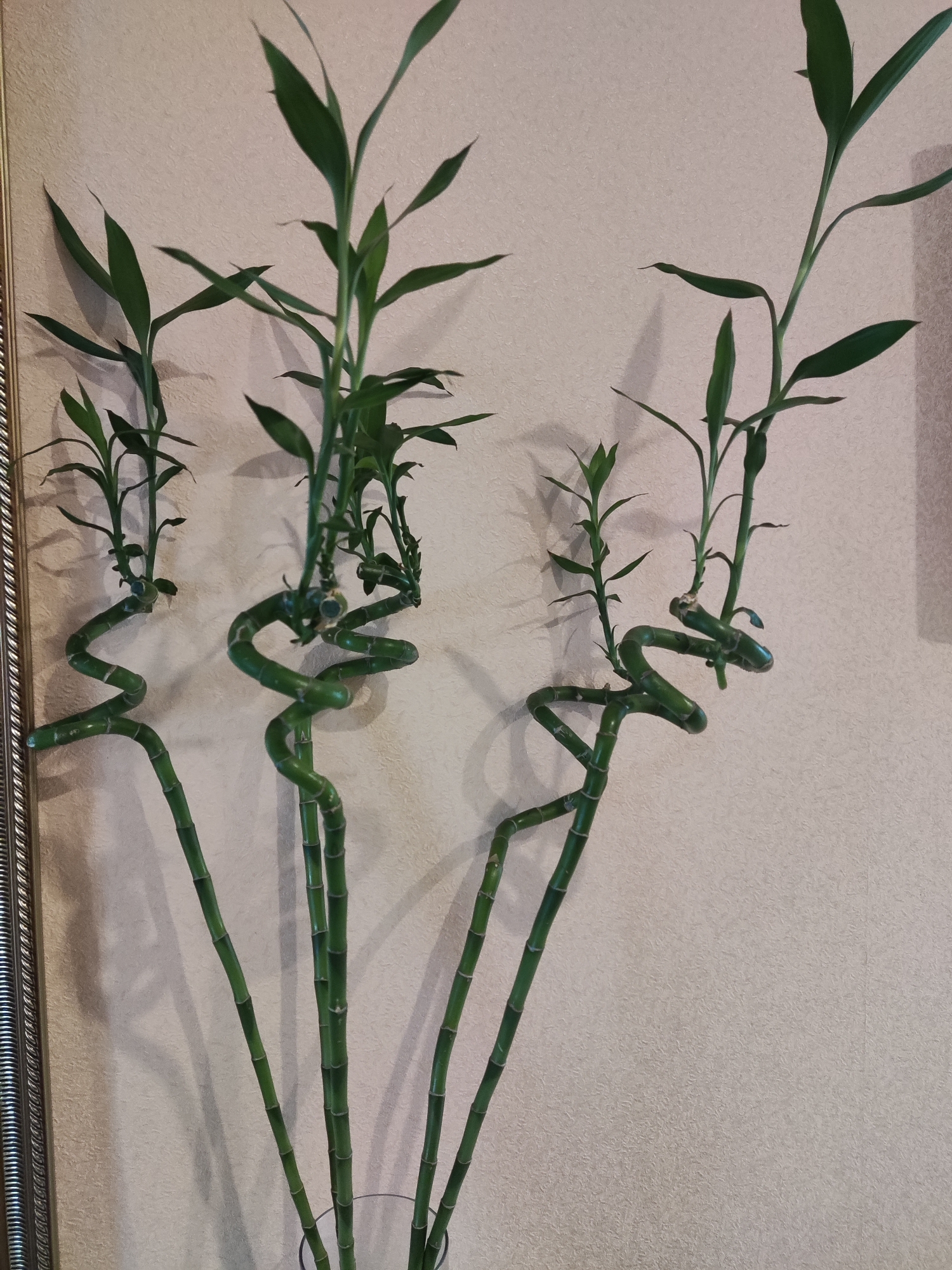 The image shows several stalks of twisted lucky bamboo in a clear glass vase, positioned against a textured, light-colored wall. To the left of the bamboo, a portion of a decorative silver frame is visible. The bamboo stalks are green, with the lower sections displaying distinct spiral twists. The upper portions of the stalks have green leaves emerging from the nodes. Shadows from the bamboo are cast on the wall behind it. The scene is indoors, and the lighting suggests an ambient indoor environment. There is no indication of the specific location within Kremenchuk, Ukraine, or any people present in the image.