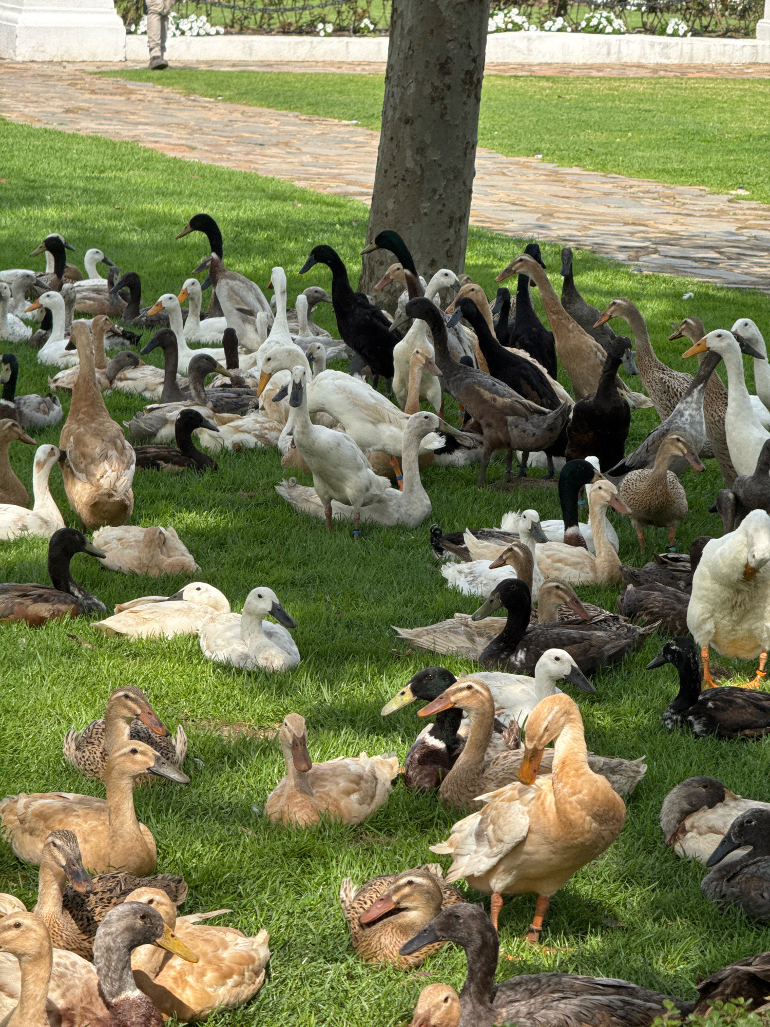 A large flock of domestic ducks, primarily Pekin and Indian Runner breeds, are gathered on a well-maintained grassy lawn. The ducks exhibit a variety of colors including white, brown, black, and mottled patterns. Some are standing, while many are resting or preening. The environment suggests an outdoor enclosure or park, with a large tree trunk visible on the right side of the frame. In the background, a pathway made of cobblestones and a white structure, possibly a building facade or a large pillar, are visible. The image is taken during daylight with bright sunlight casting shadows. There are no people visible in the image. The location is identified as Macassar, South Africa.