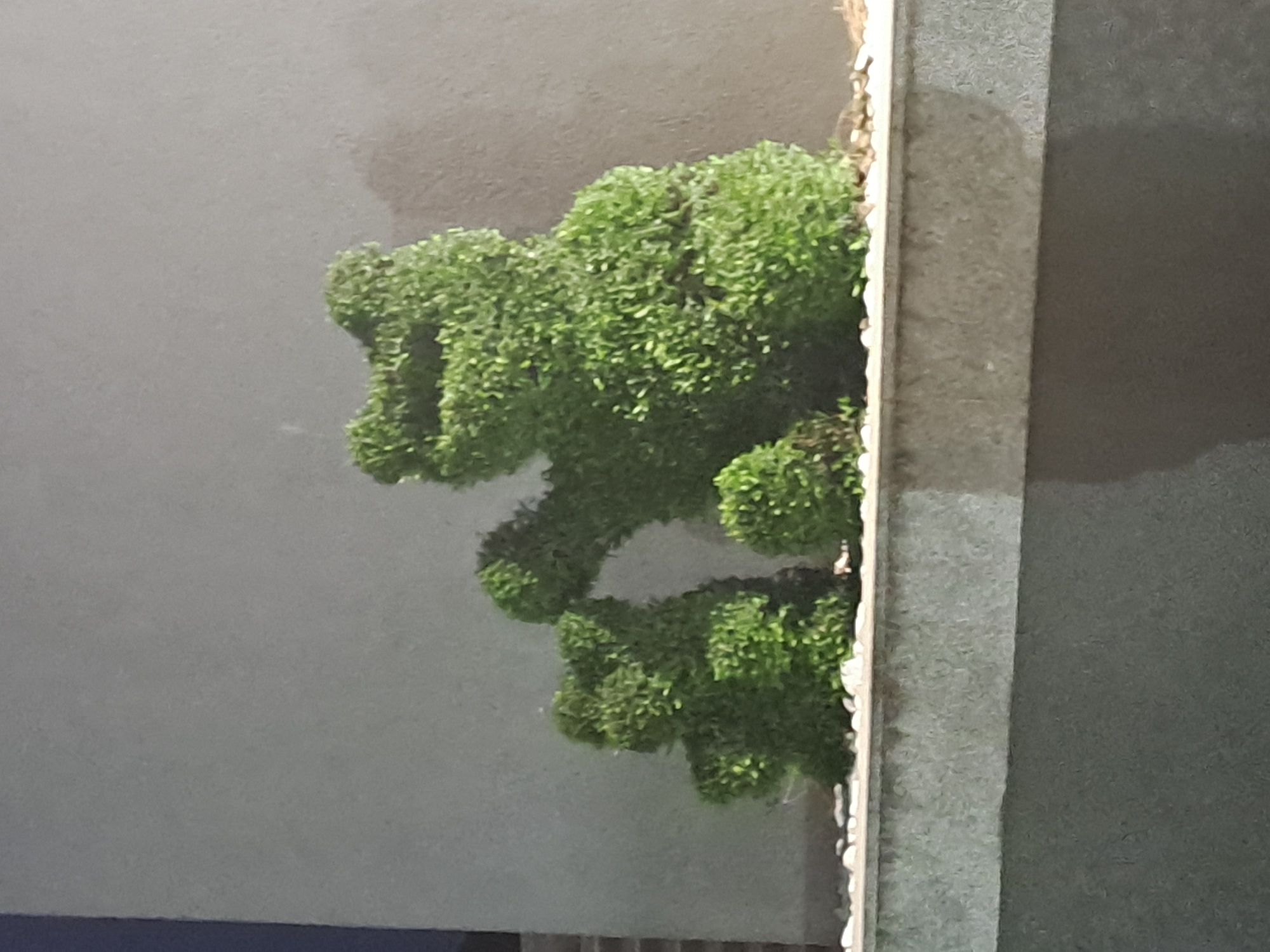 A bush shaped like a bear is growing on a wall. It is surrounded by a concrete border. The bush is green and dense, and the bear shape is clear. The wall is gray. The location is Unknown, Unknown.