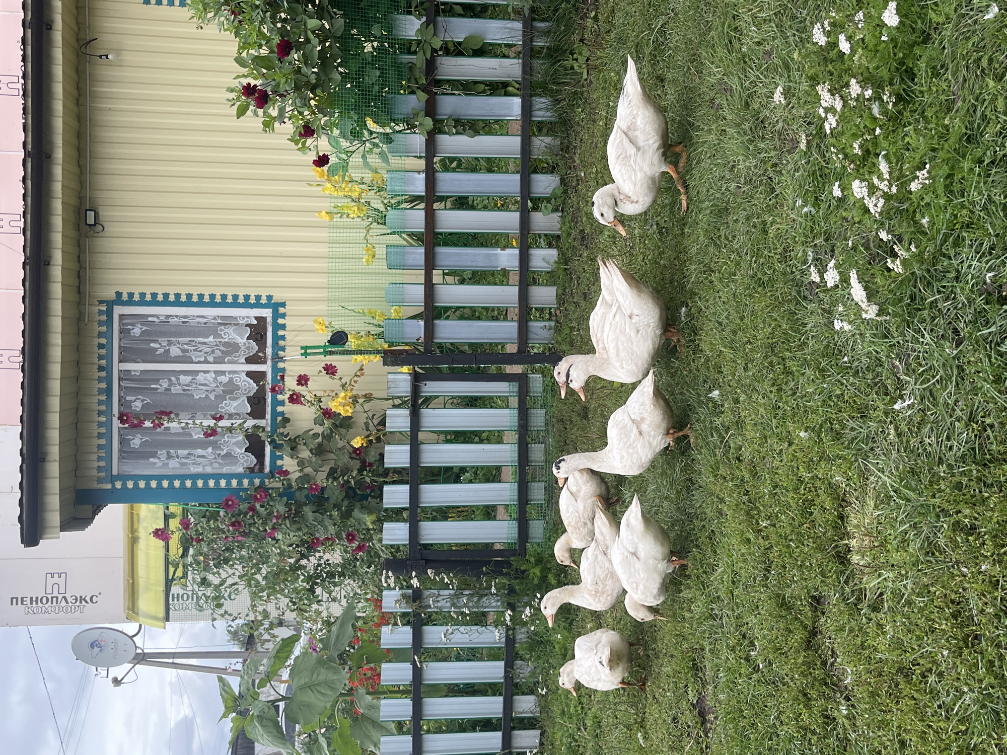 In the village of Bolshoy Gondyr, Russia, a flock of seven white domestic ducks stands on a lush green lawn in front of a weathered, pale yellow building with a pink roof. The building has a prominent window adorned with white lace curtains and a decorative blue trim. A dark, multi-paneled fence separates the lawn from a garden area behind it, where various flowers, including red hollyhocks and yellow blooms, are visible. The sky above is overcast, suggesting a cloudy day.