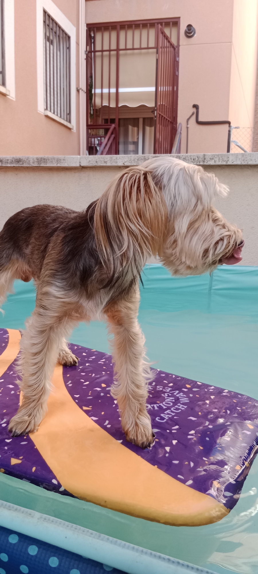 A medium-shot, outdoor, eye-level photograph shows a small, long-haired, tan and brown dog standing on a purple and orange inflatable mat. The dog is facing right and its tongue is visible. The inflatable mat is floating on a shallow, teal-colored pool of water. In the background, a building with light pink walls and a red metal gate is visible. The scene is set in Galapagar, Spain.